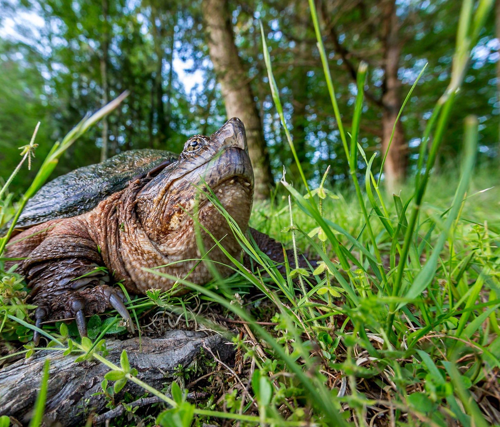 Looking up at a snapping turtle