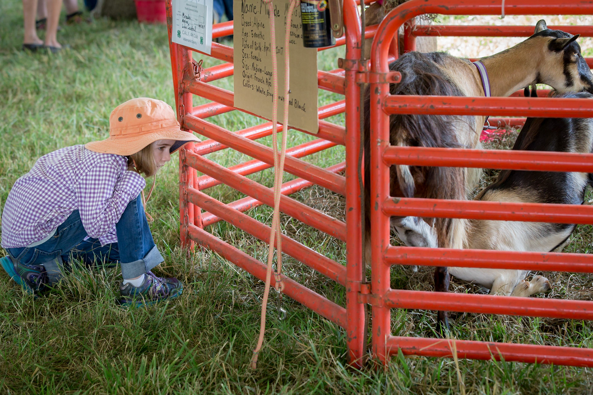 Fair at James Monroe Highlands. Kids connecting with animals