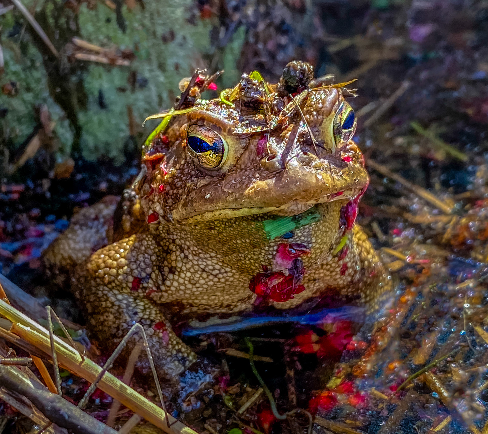 Frog with camouflage