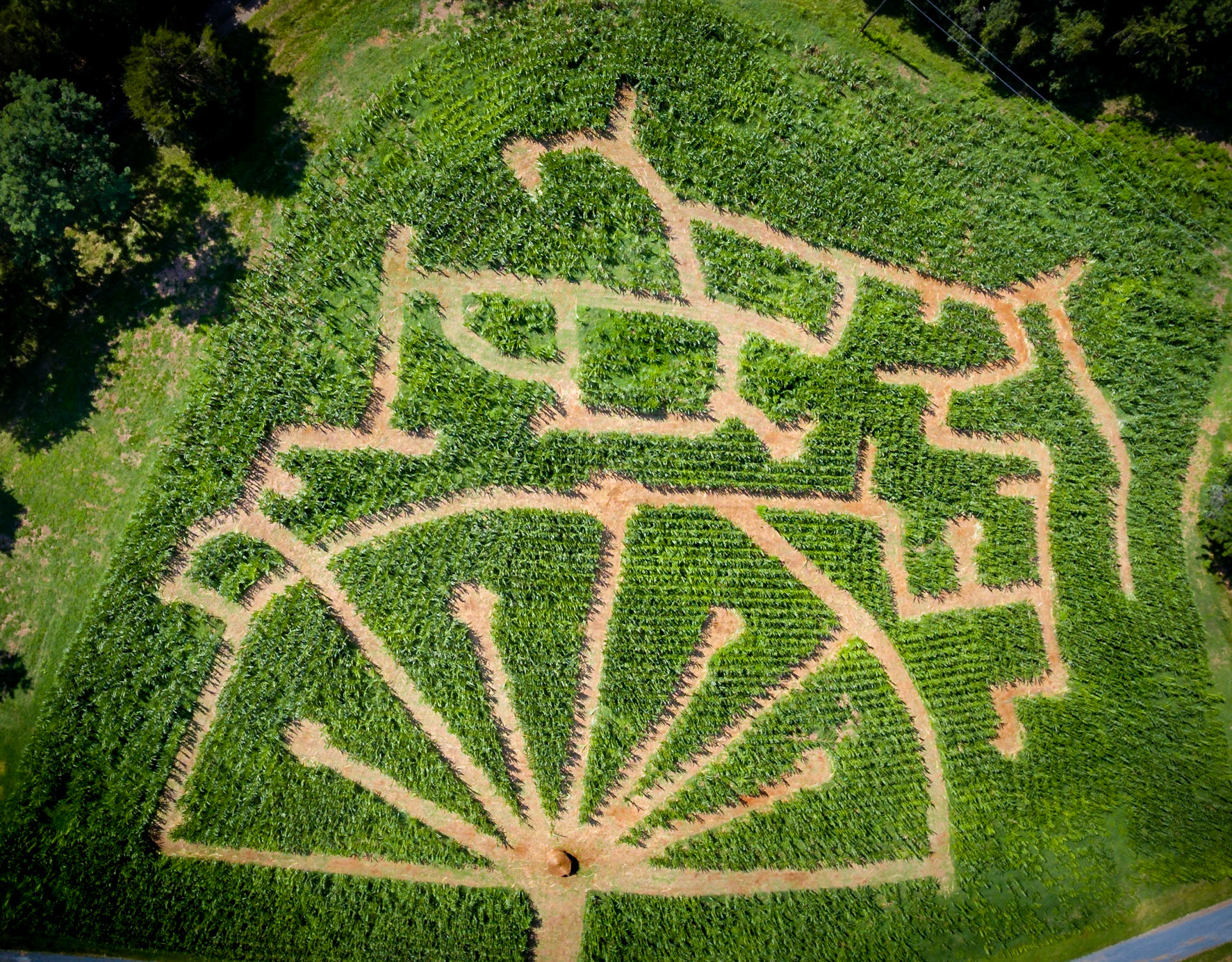 Aerial view of a corn maze