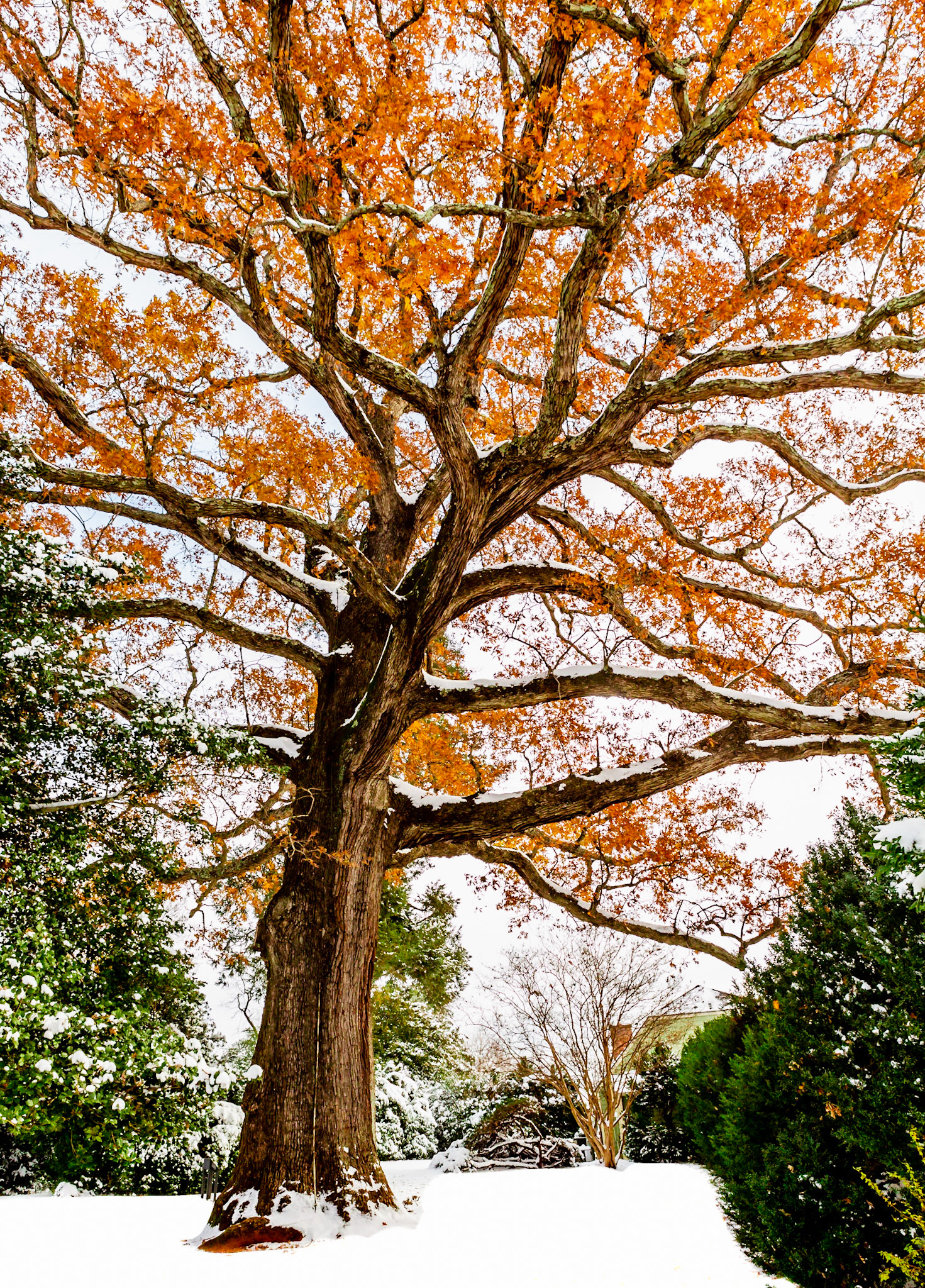 a magistic oak in early snow fall