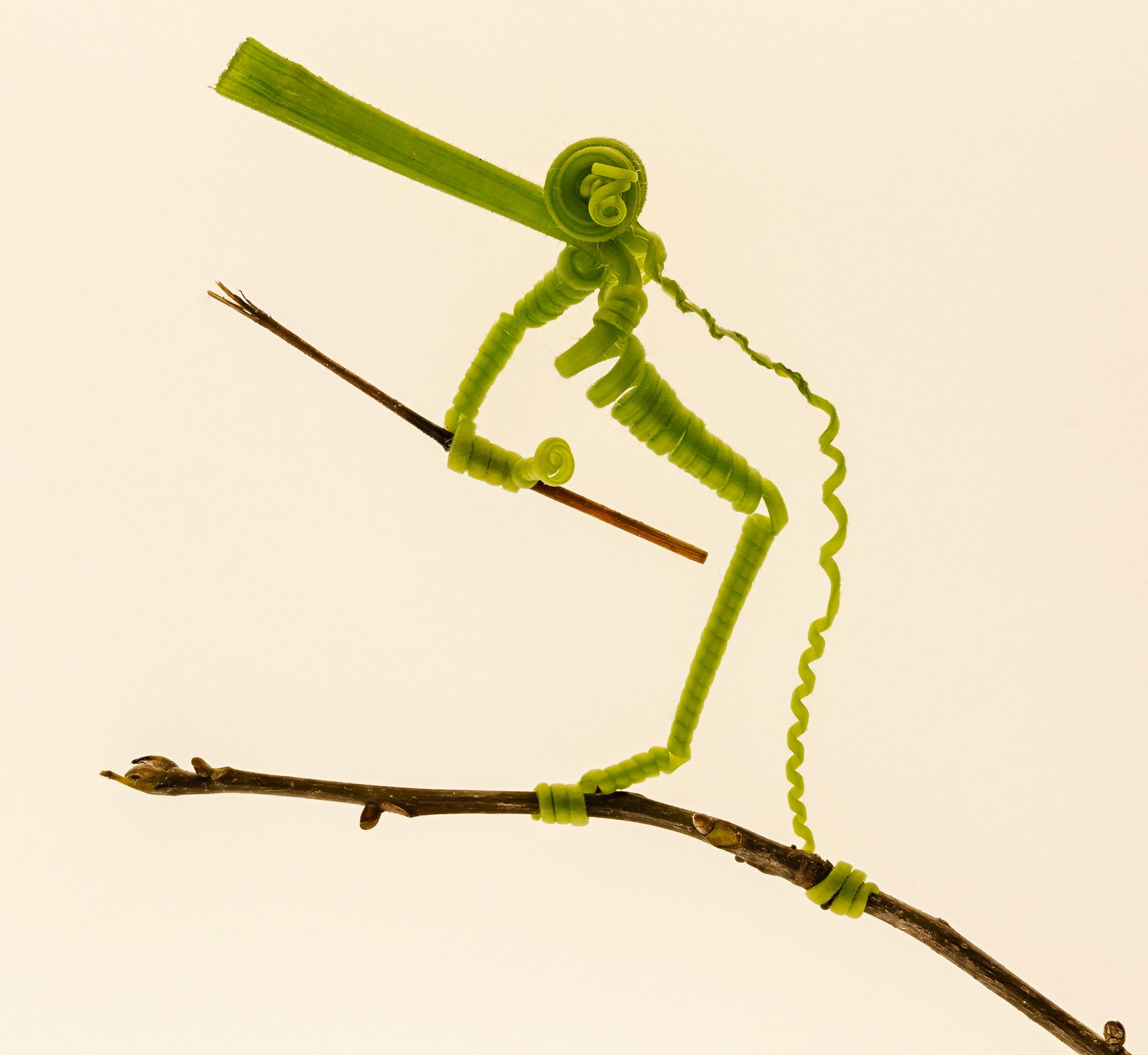 The wild one or is it just a pumpkin vine