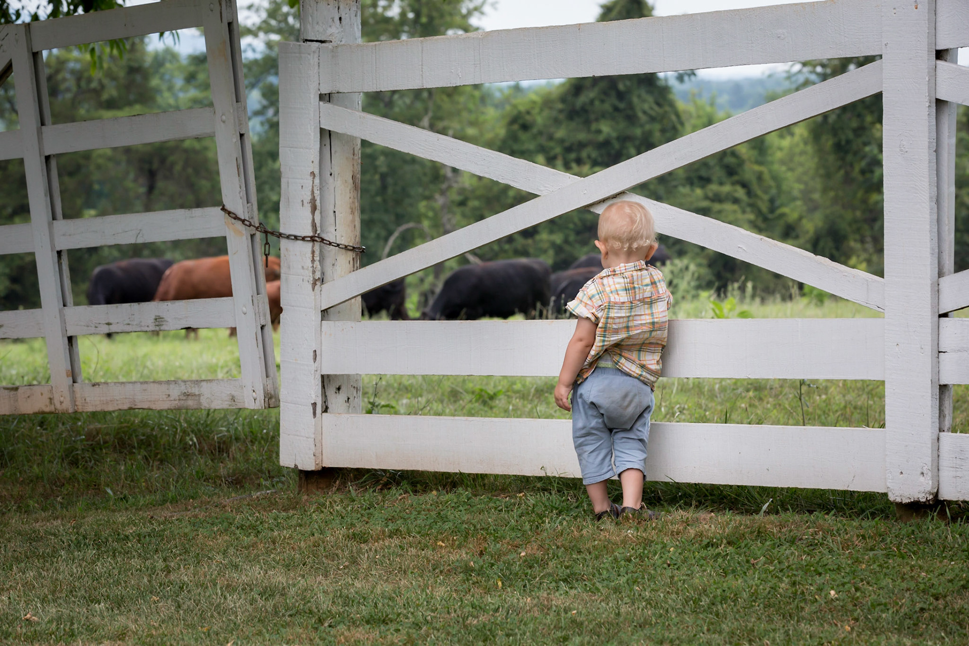 Young child watching cows through a white fence