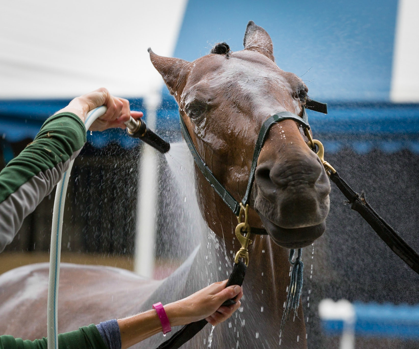 Horse getting hosed