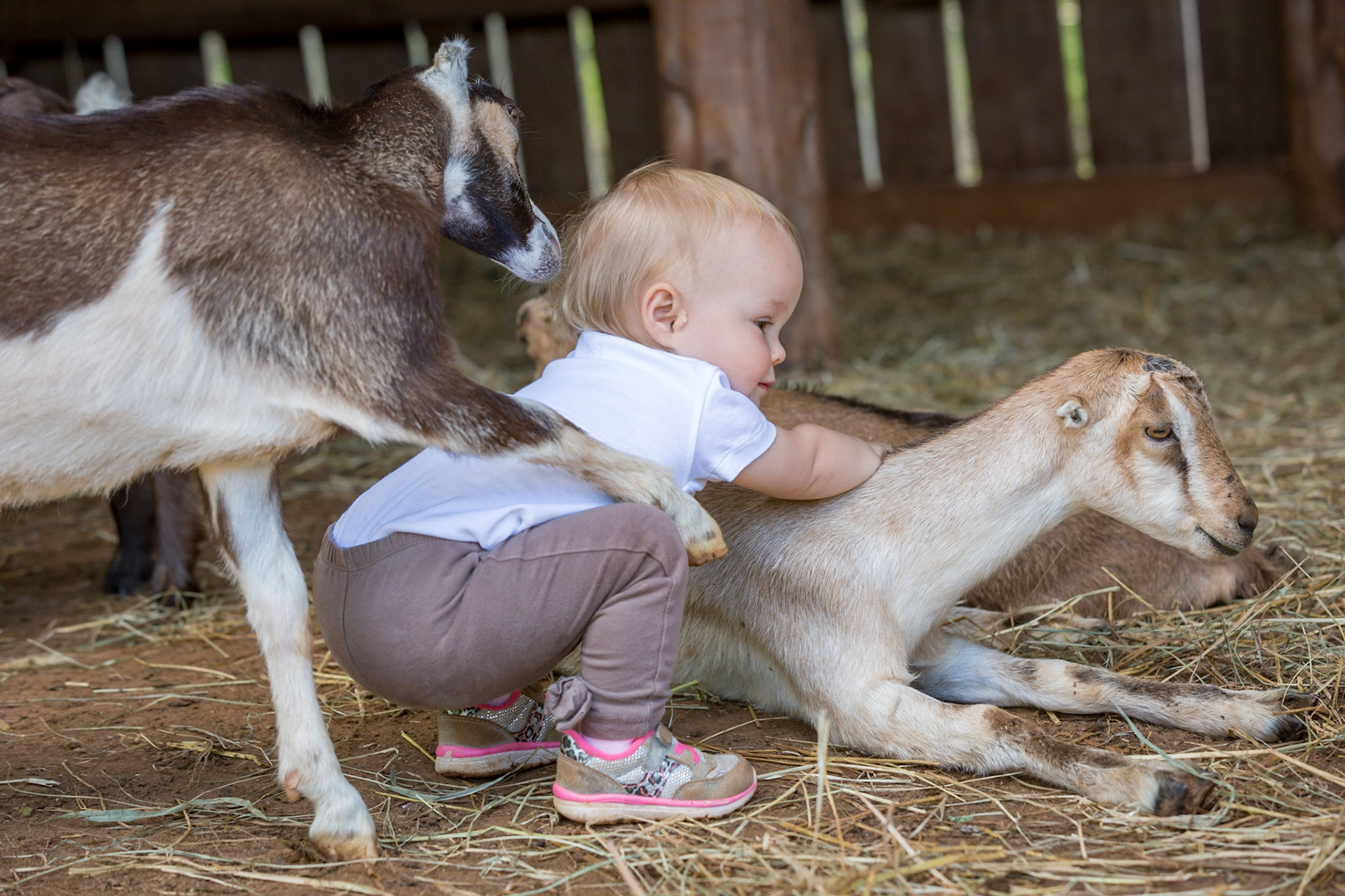 A fun day on Caramont Farm, young child with goats