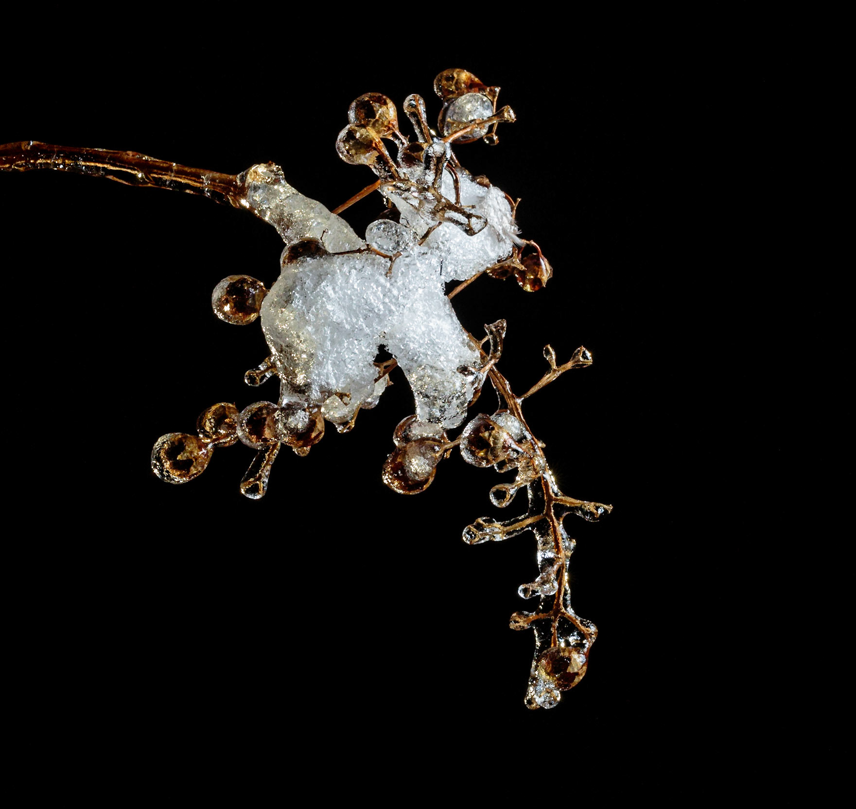 Freezing rain and snow encapsulates the branches of the crape myrtle tree.