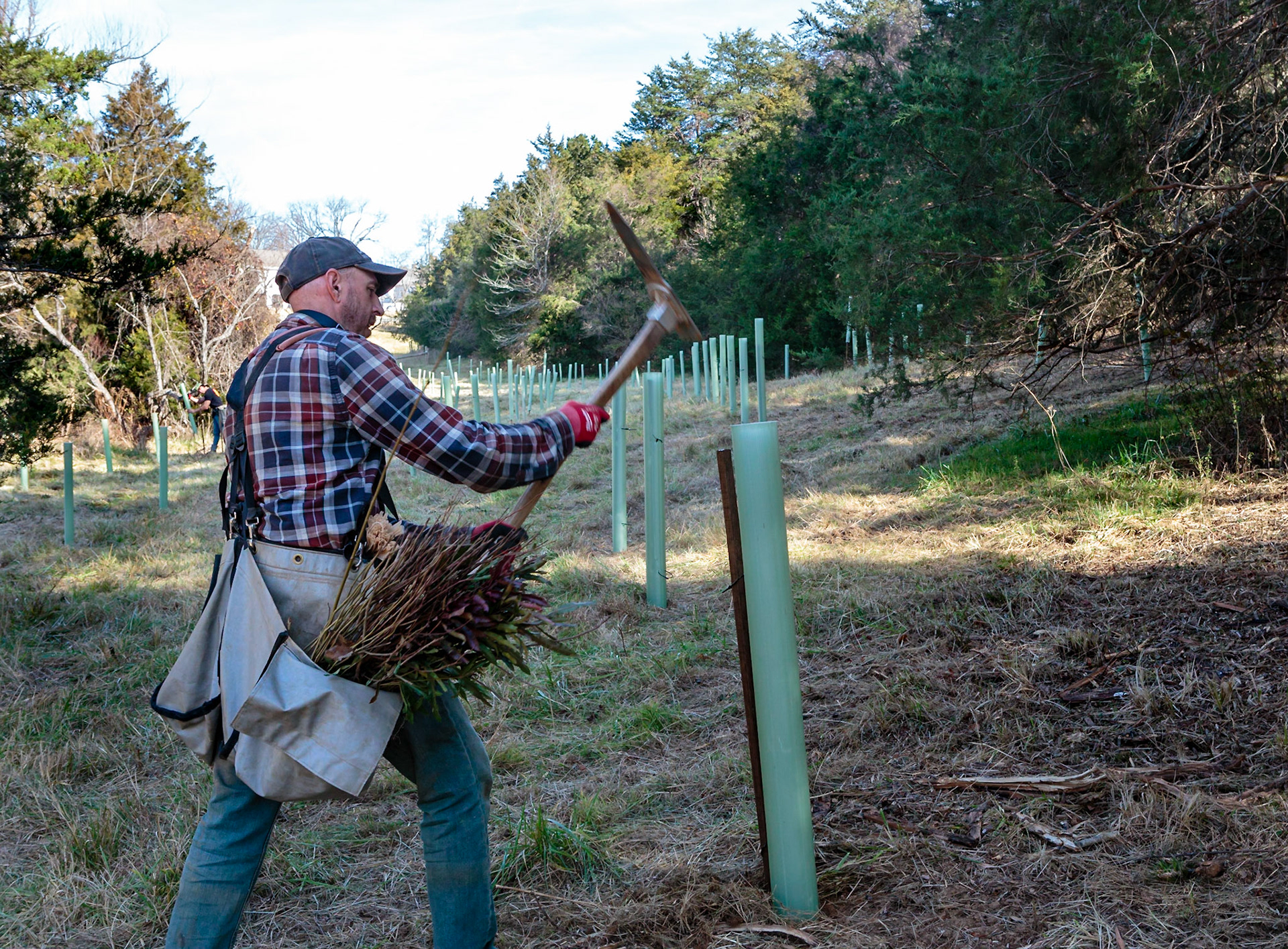A workman planting seedlngs at James Monroe Highland