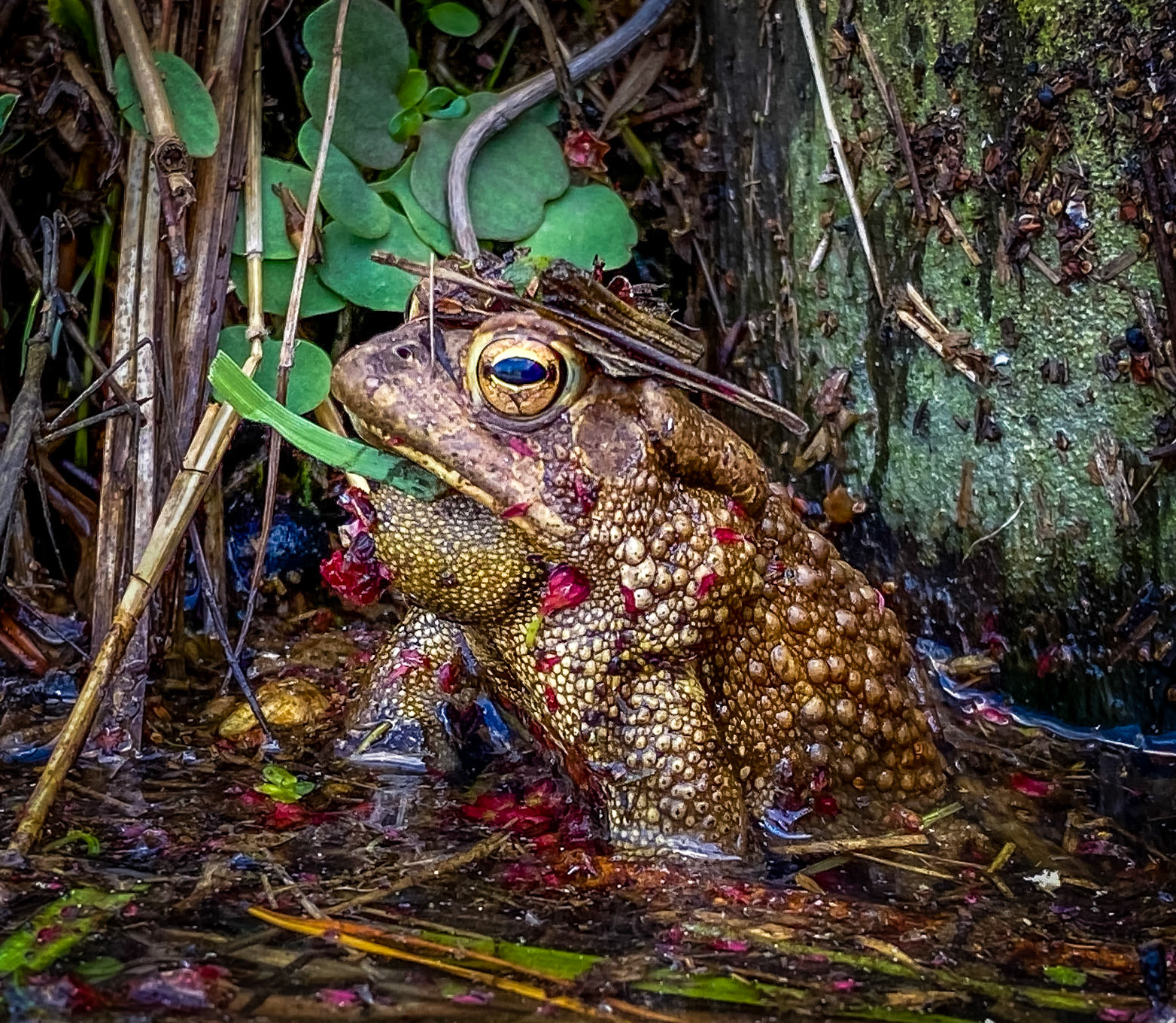 Frog enjoying a spring day