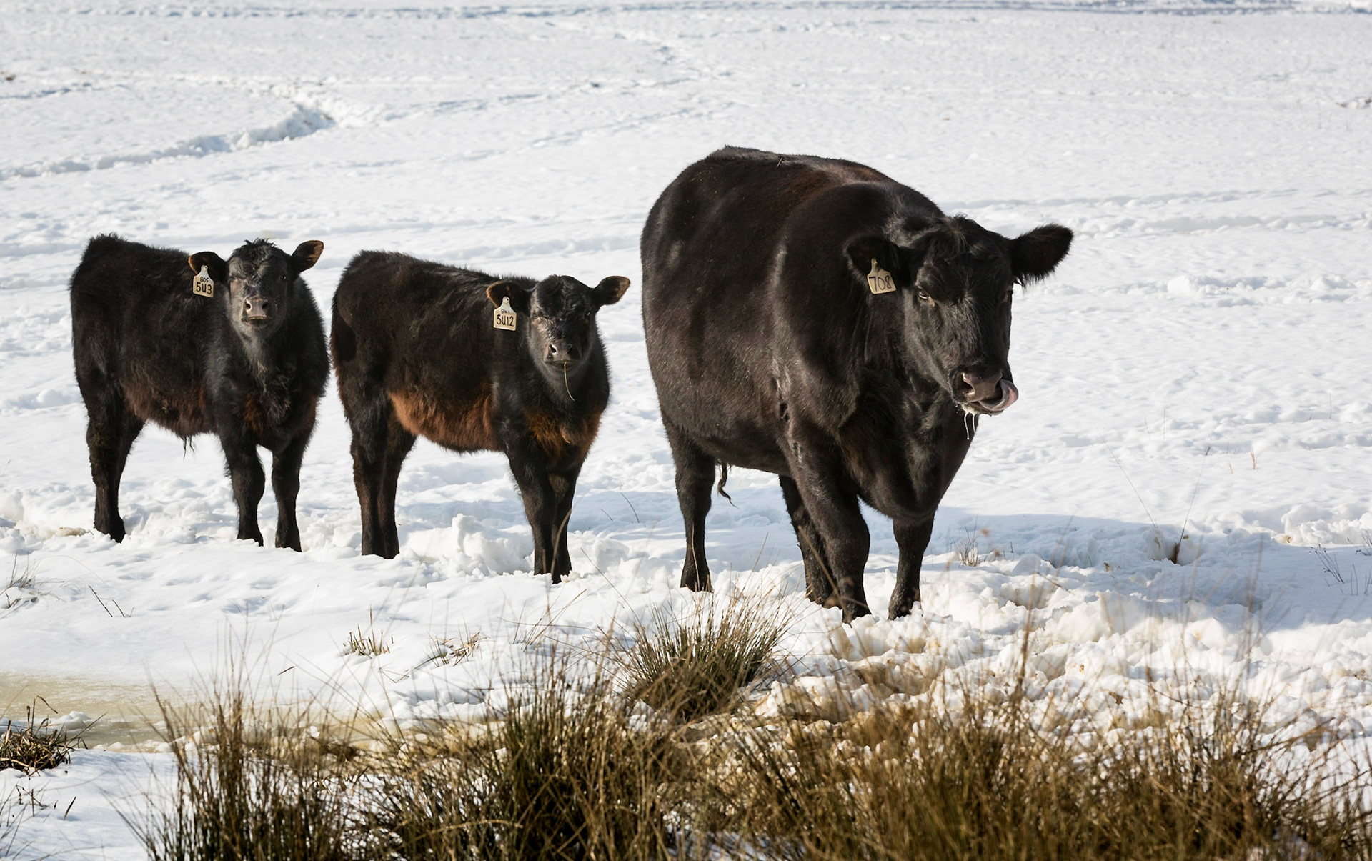 Three cows looking at you in the snow