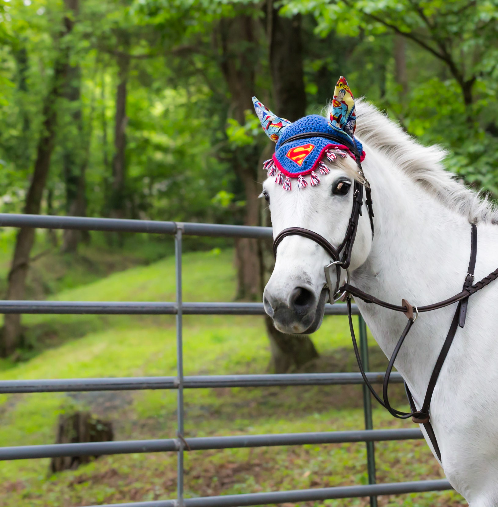 I have the power, Keswick Horse Show