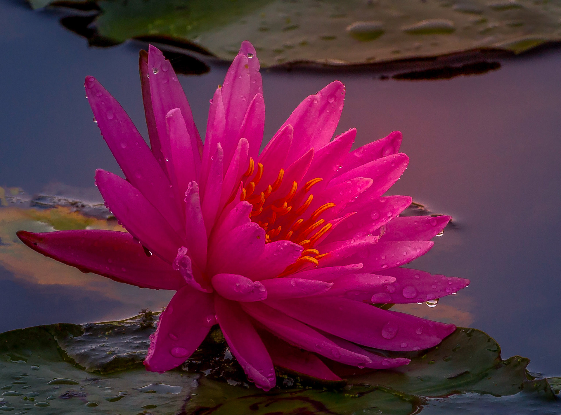 Pink water lily at Lake Logan State Park