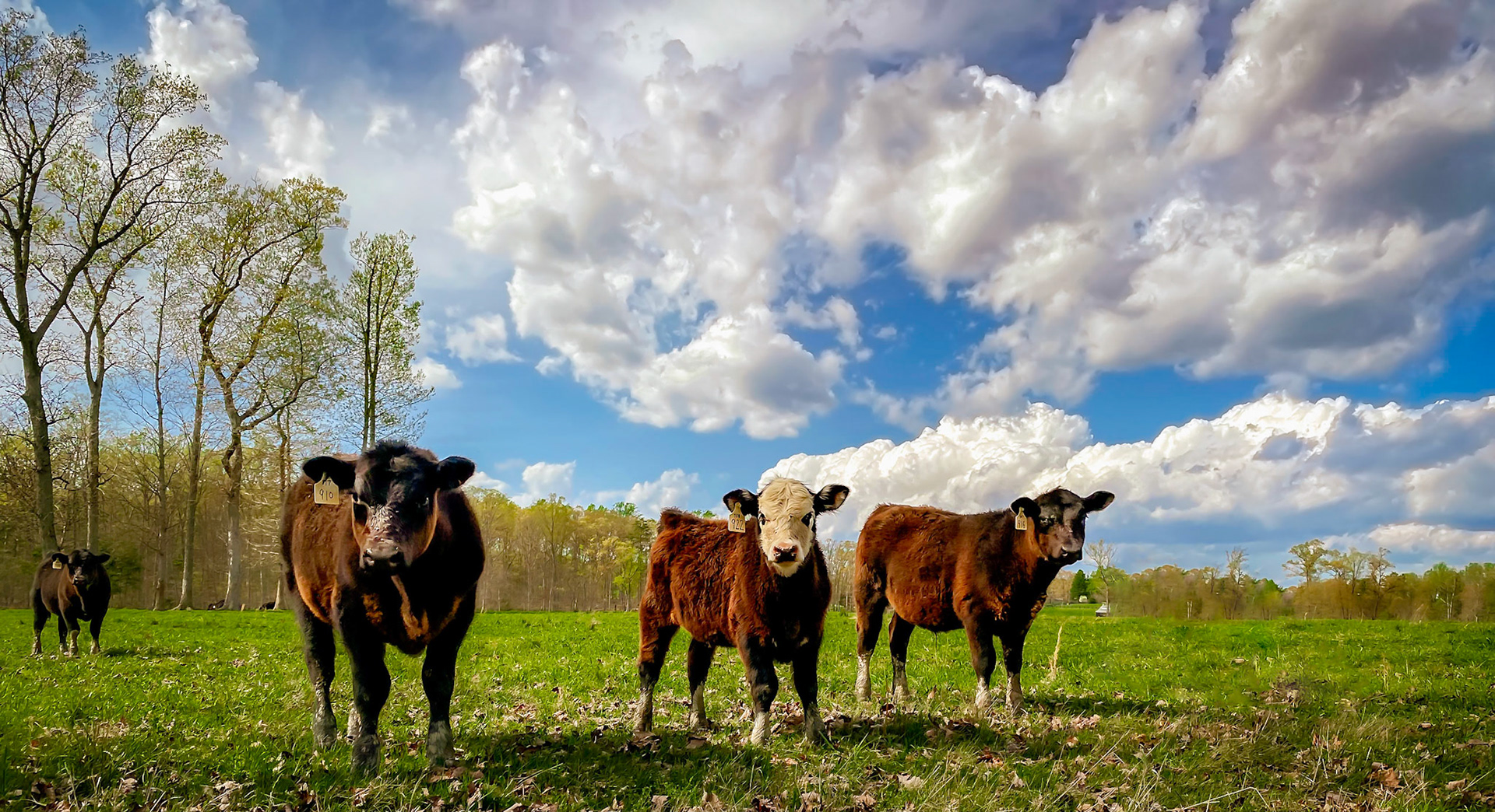 Cows and clouds