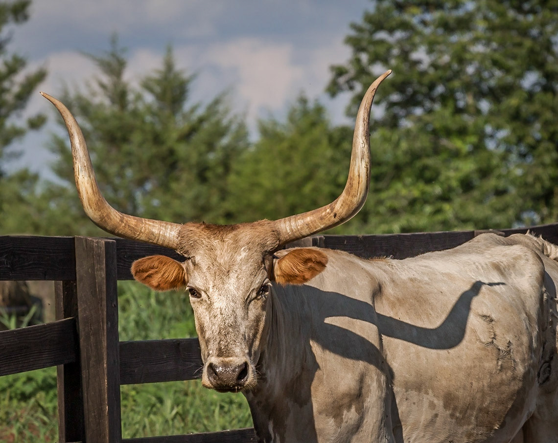A Texas Longhorn cow in VA. My horns are longer than yours!