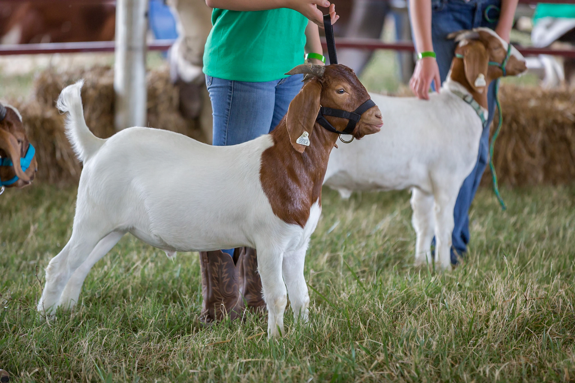 Fair at James Monroe Highlands, goats standing at attention