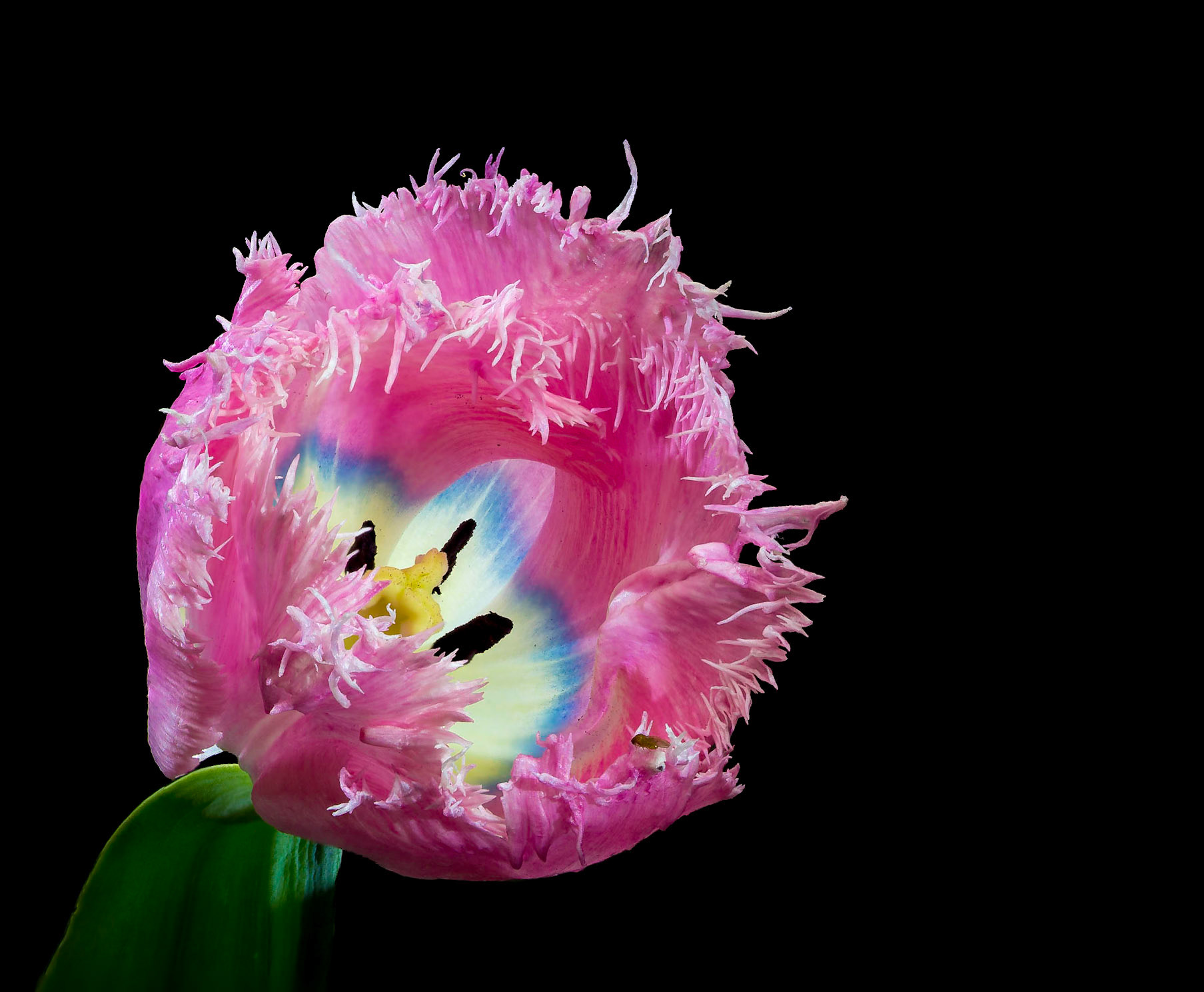 A tulip with ruffled edges