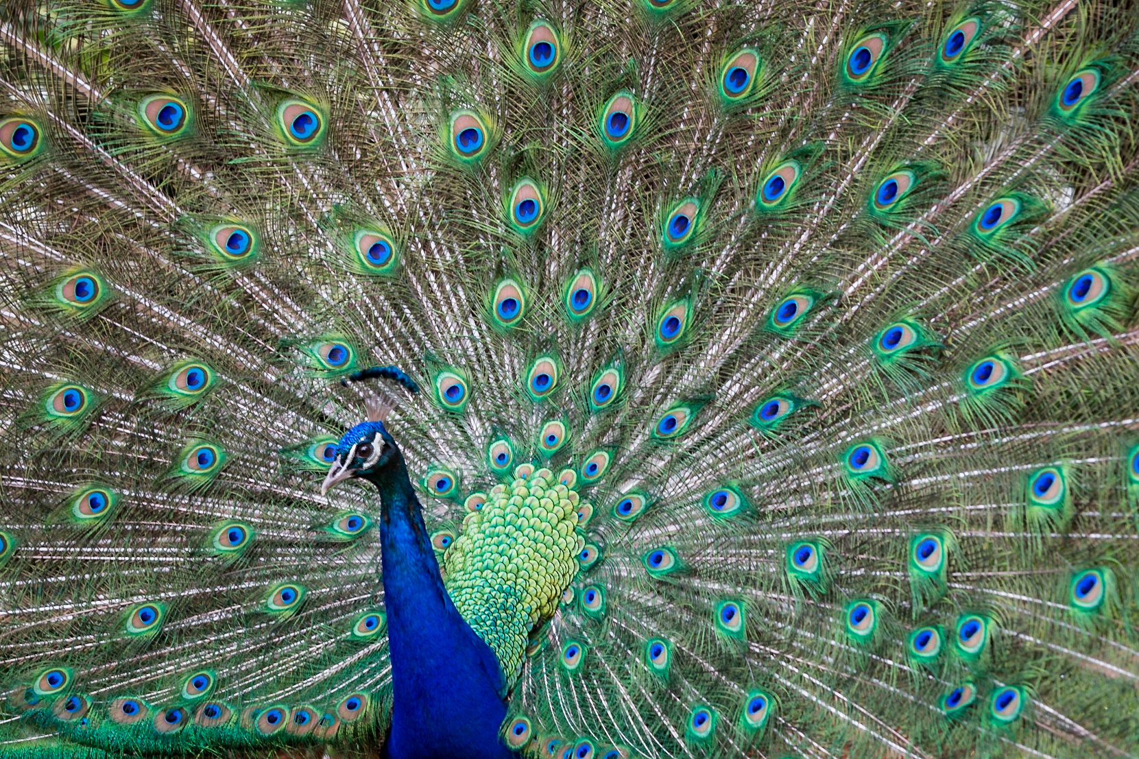One of several peacocks on Caromont Farm