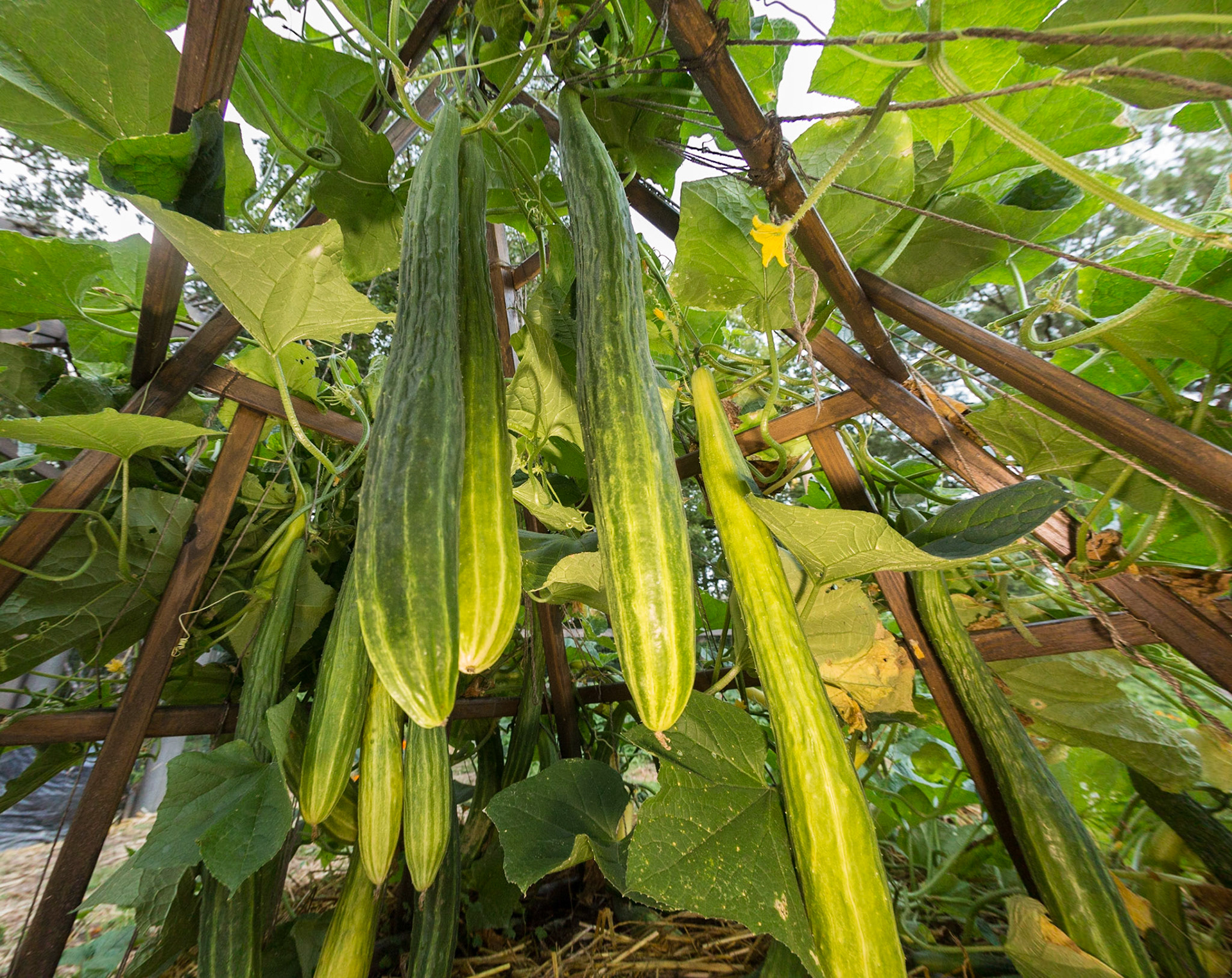 hanging vegetables in the garden
