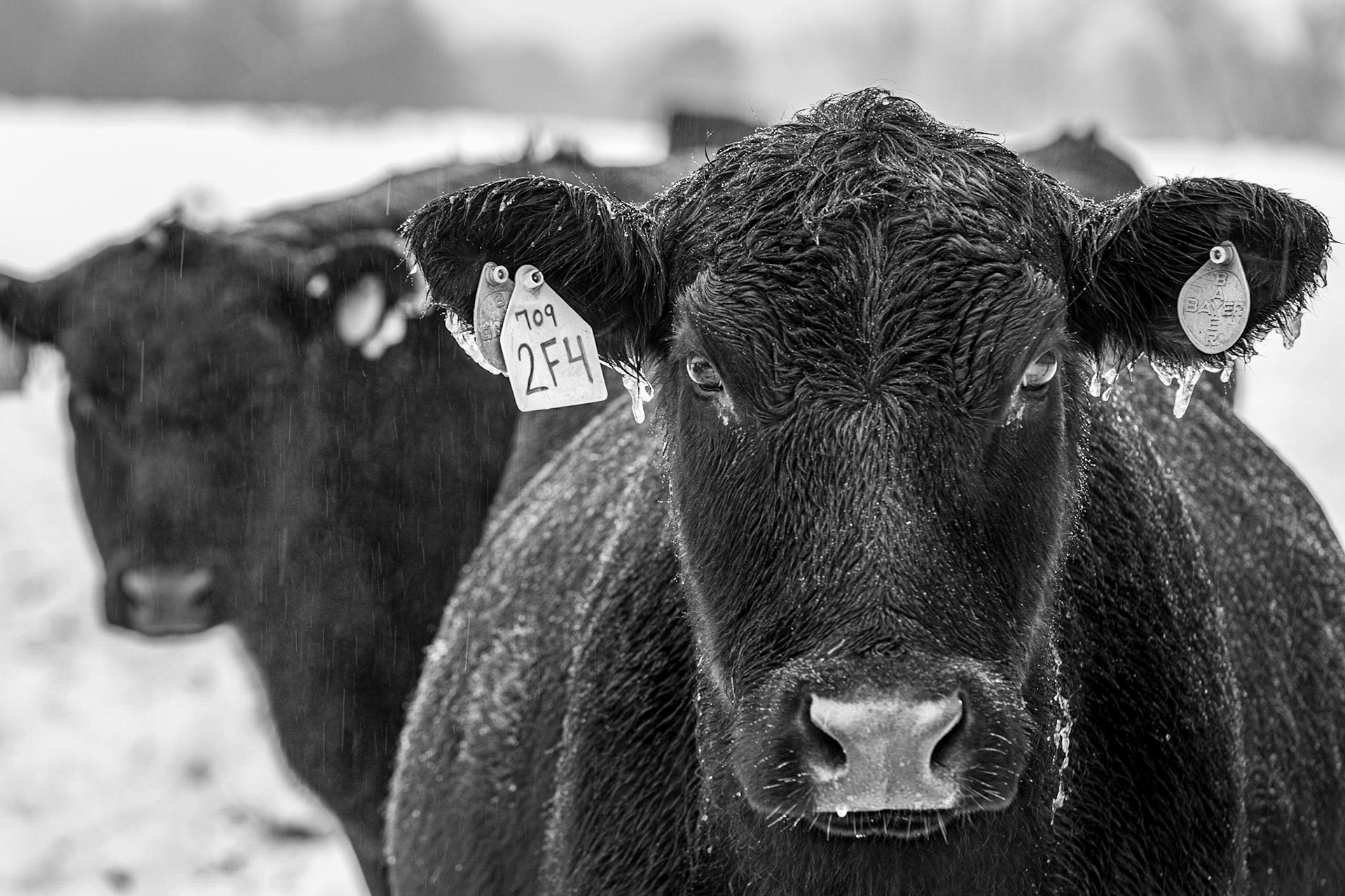 Icy ears of a cow, B&amp;W
