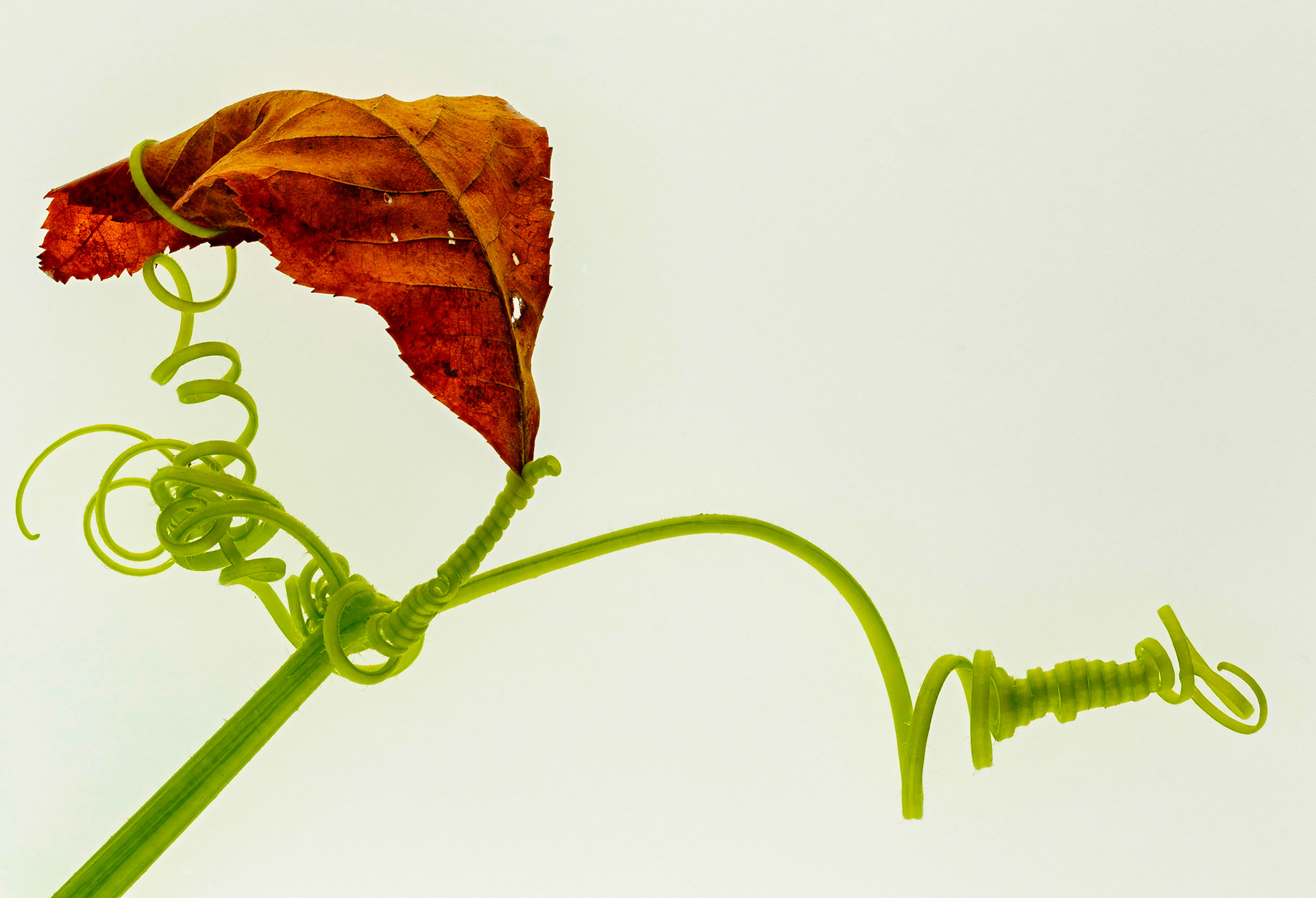 pumpkin vine entangles a leaf