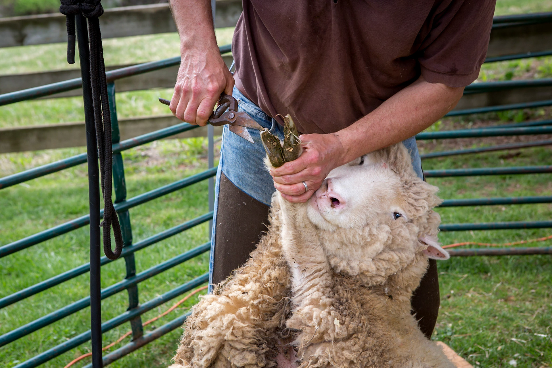 Trimming the hoofs on a sheep