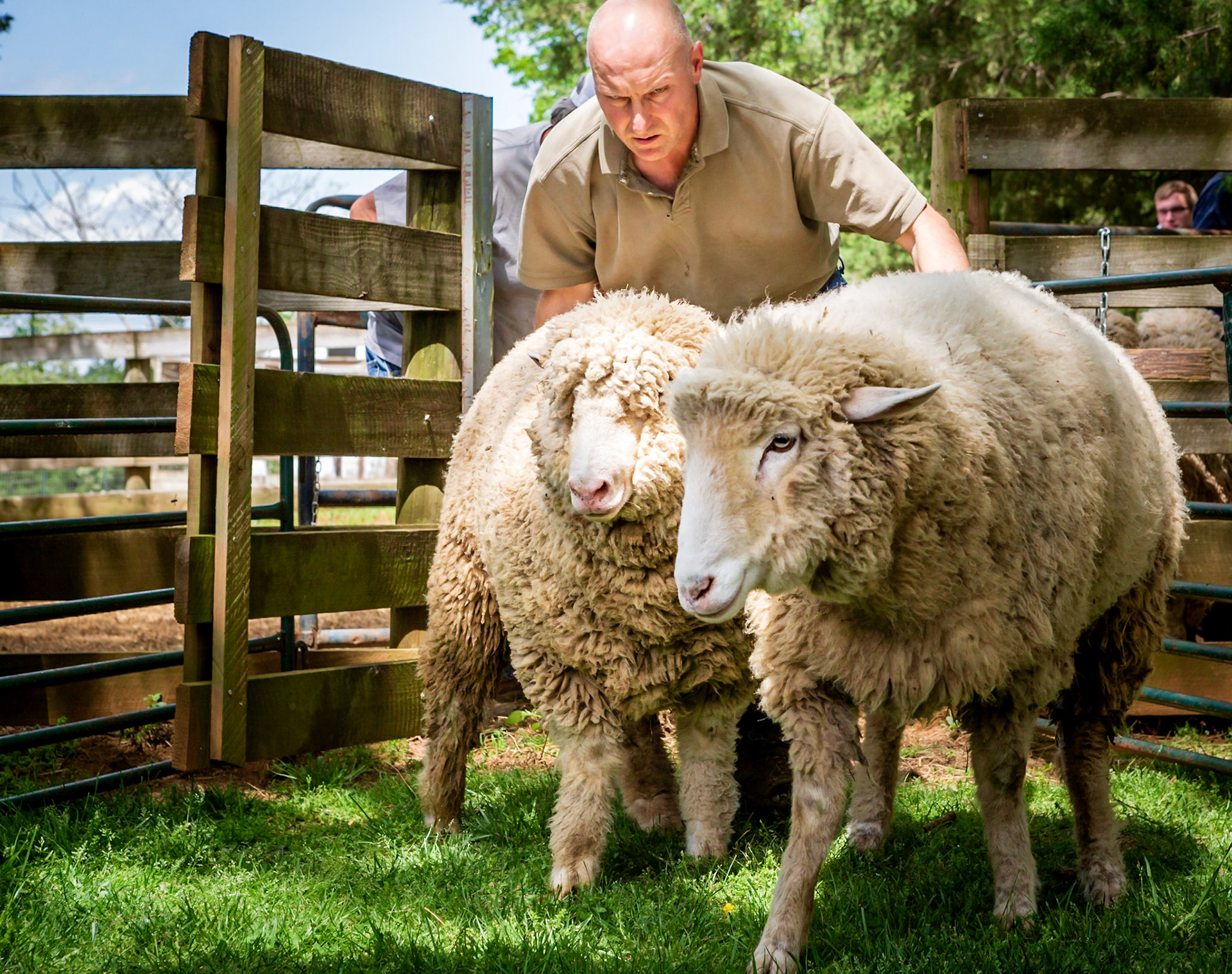 Hearding sheep into pen for shearing