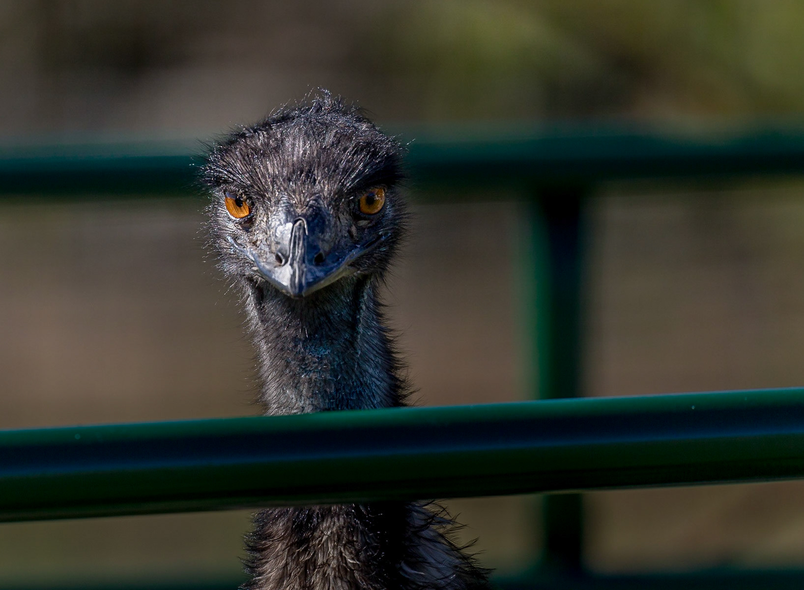 An emu looking at you