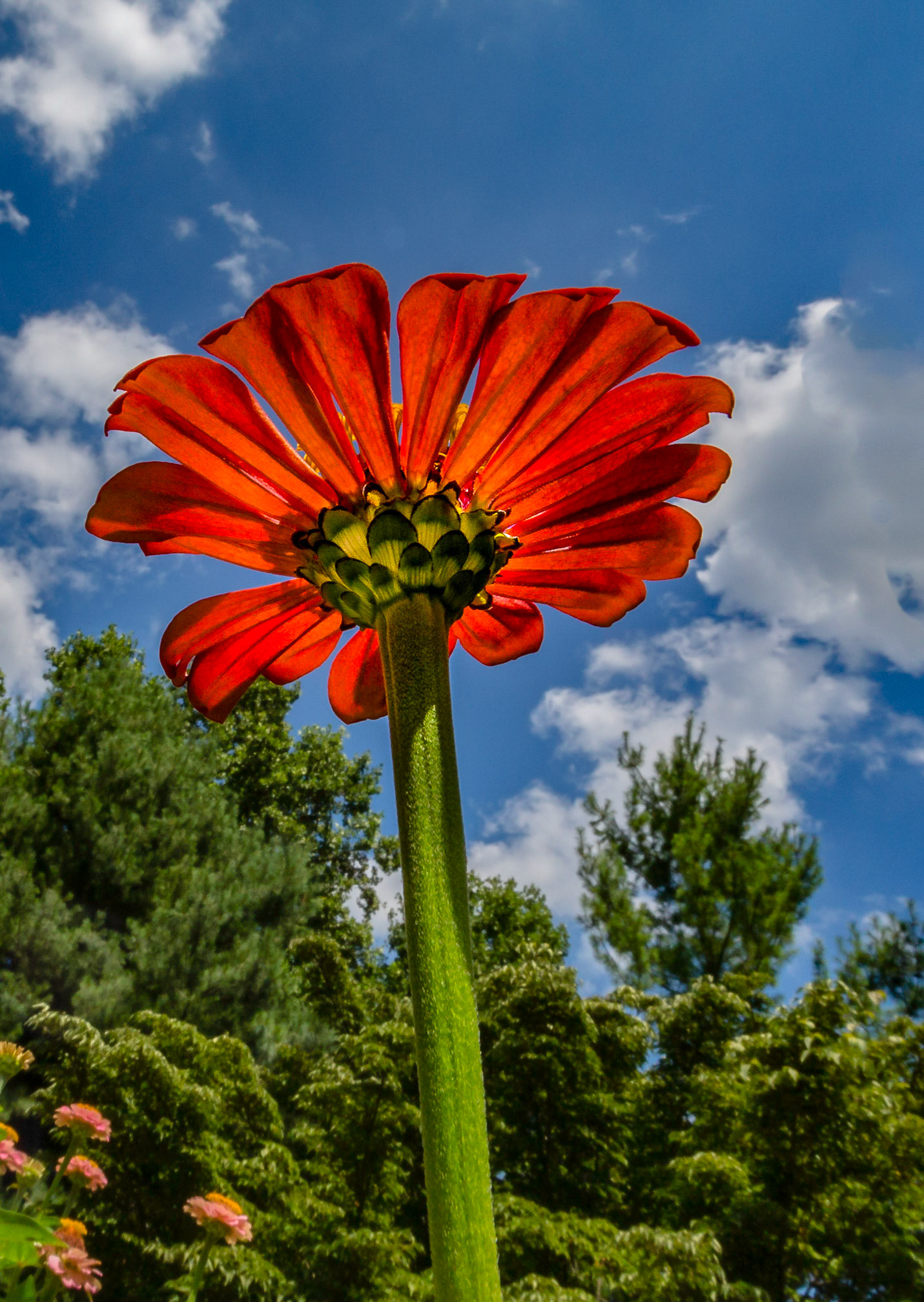 wide angle bottom view of a red flower