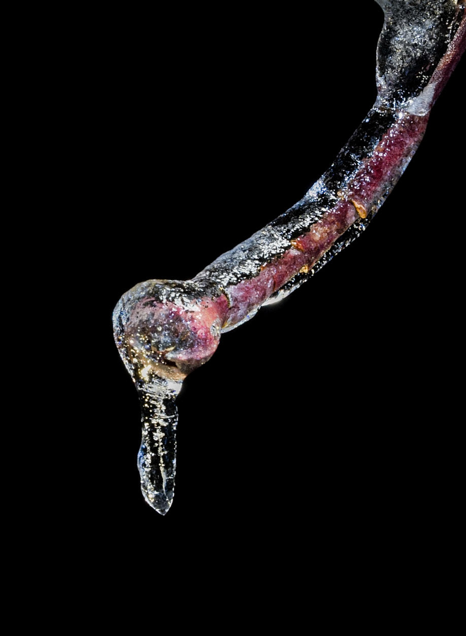 Freezing rain and snow encapsulates the branches of the dogwood tree