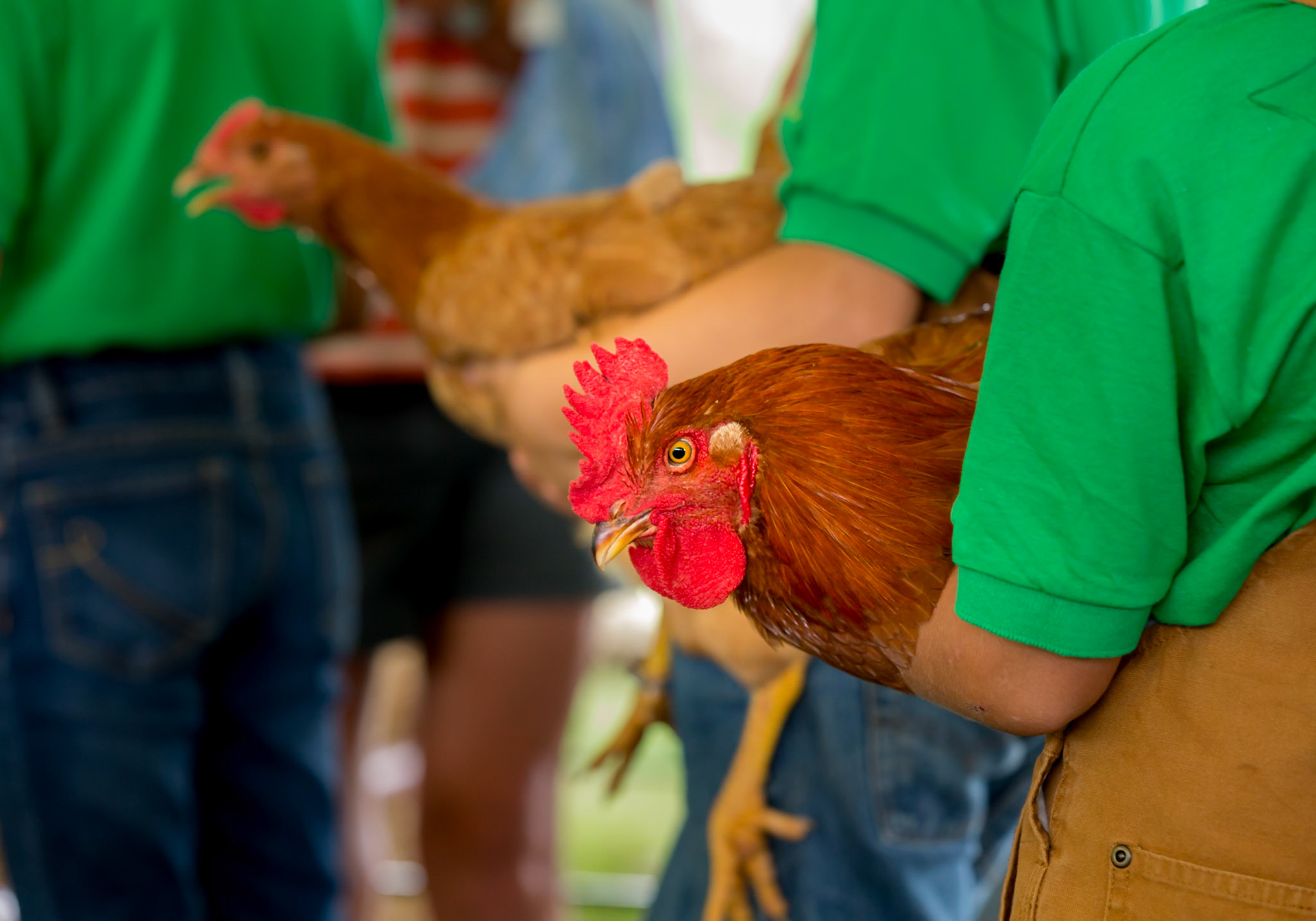 I chicken ready to win the competition