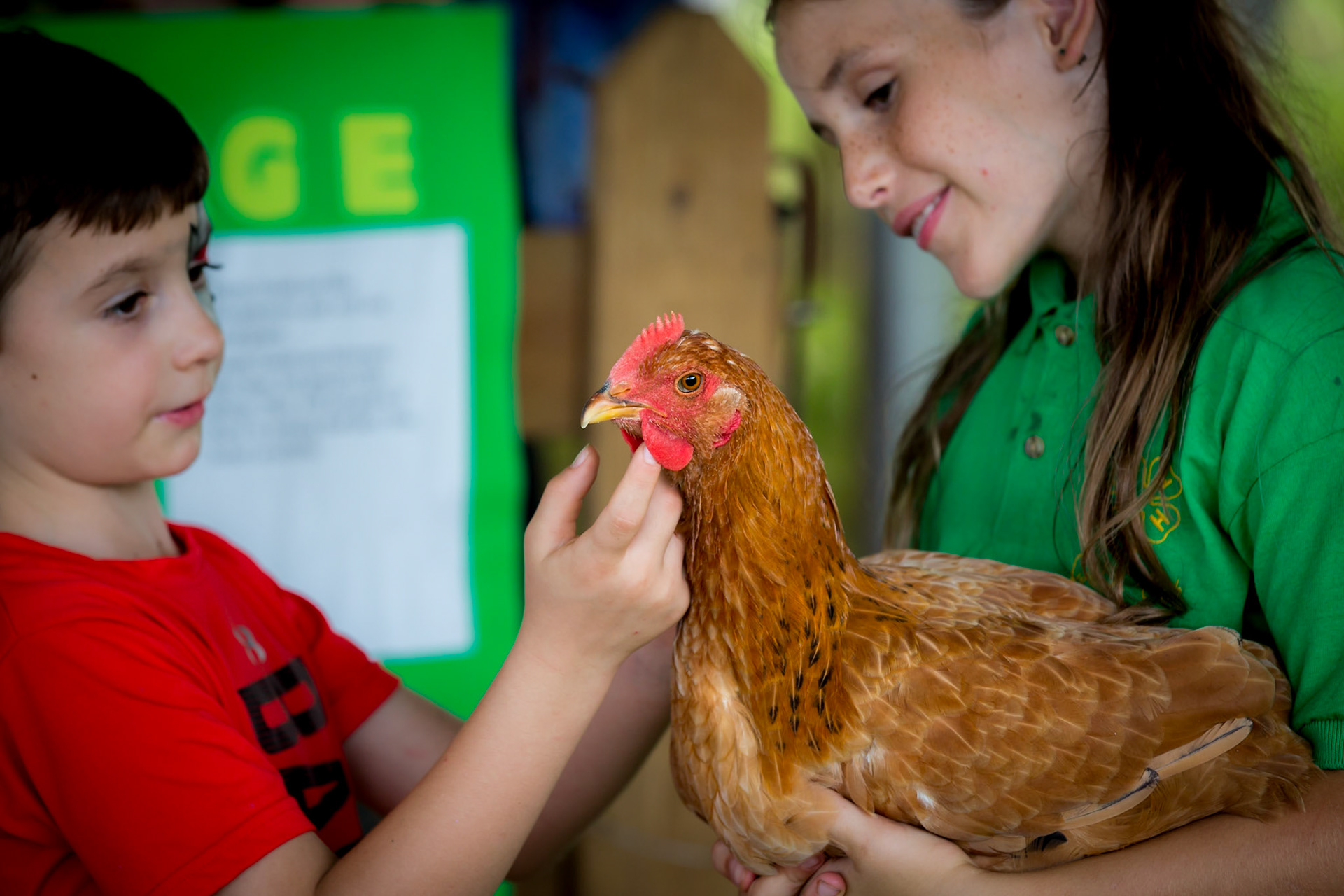 A chicken getting some affection from young boy and girl
