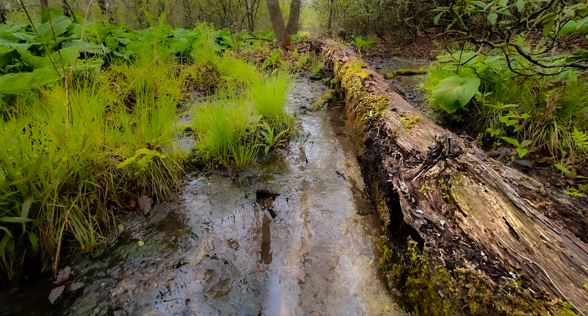 Early spring of a marsh