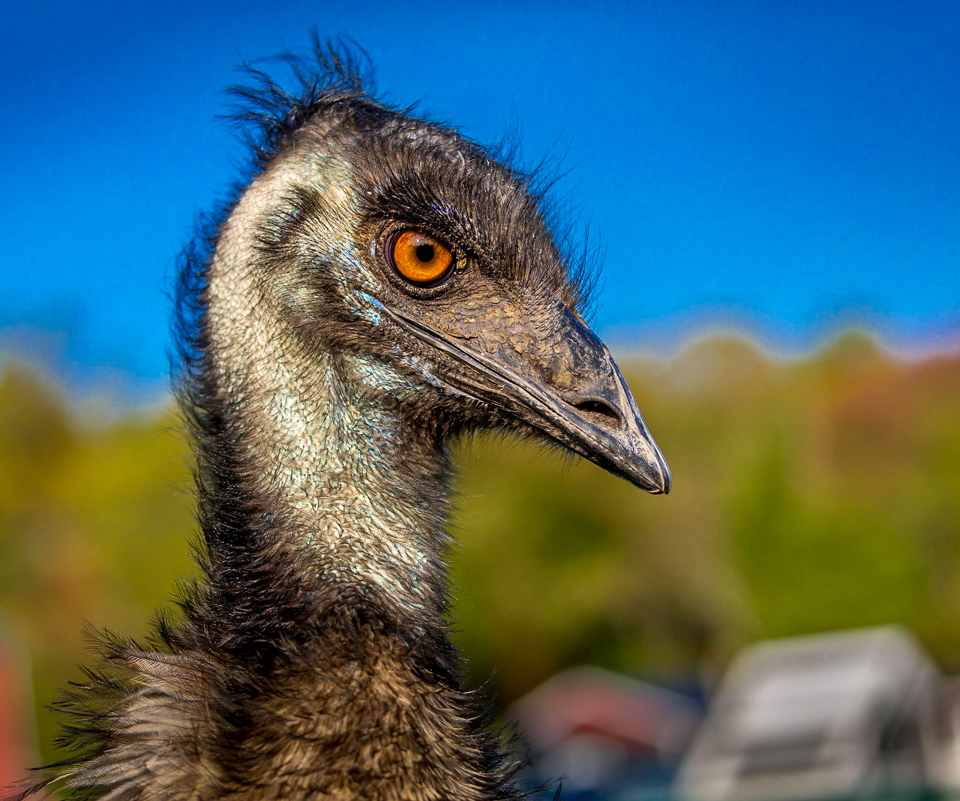Head shot of an emu