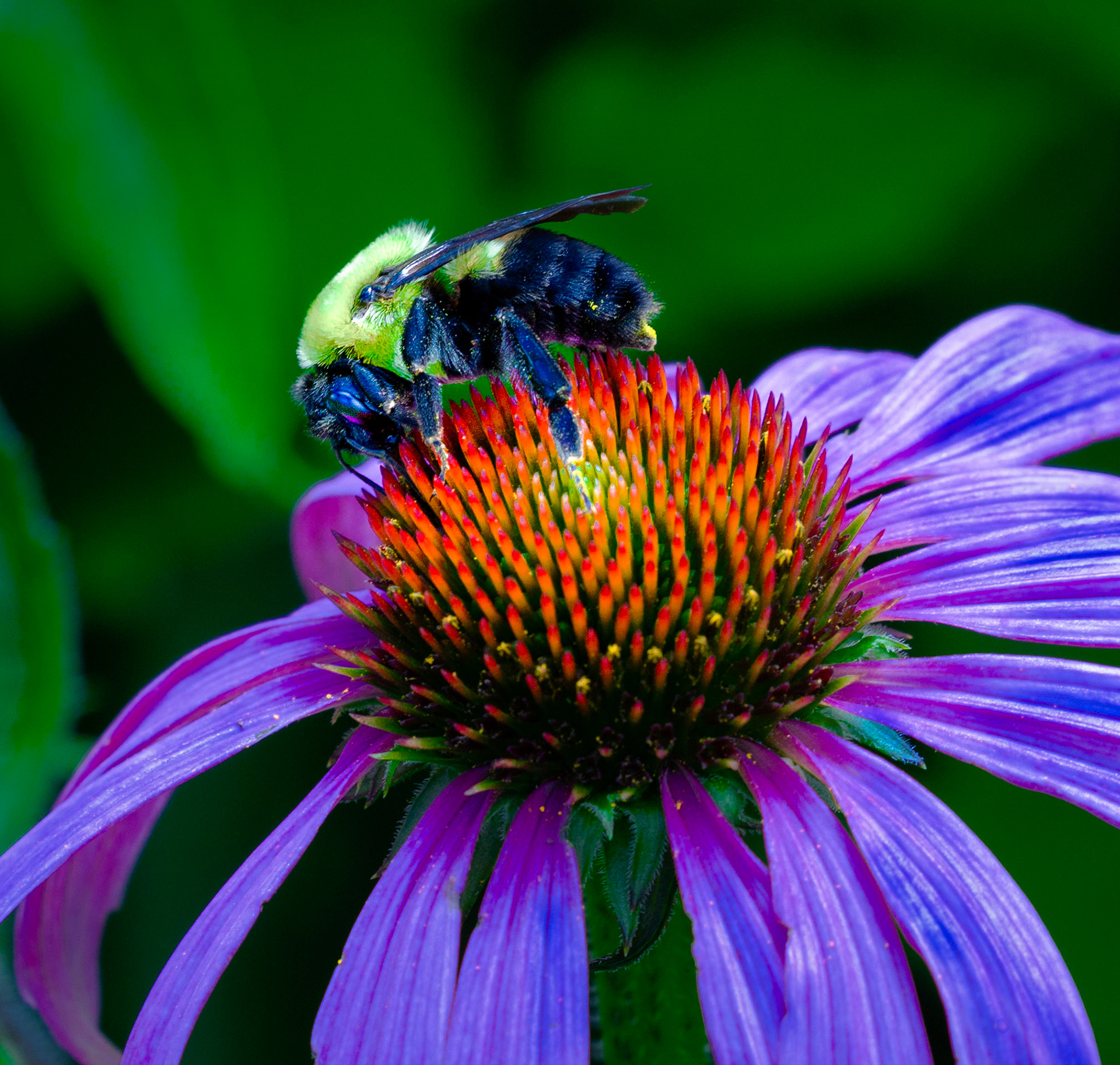 Bee on a purple coneflower - Devils Knob at Wintergreen golf course