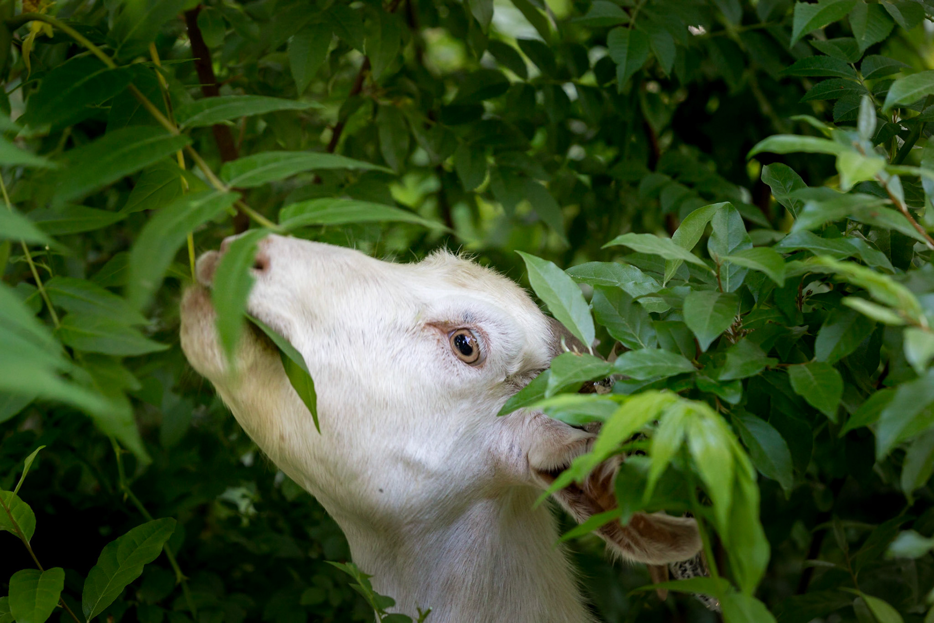 Goat Busters arrive on job