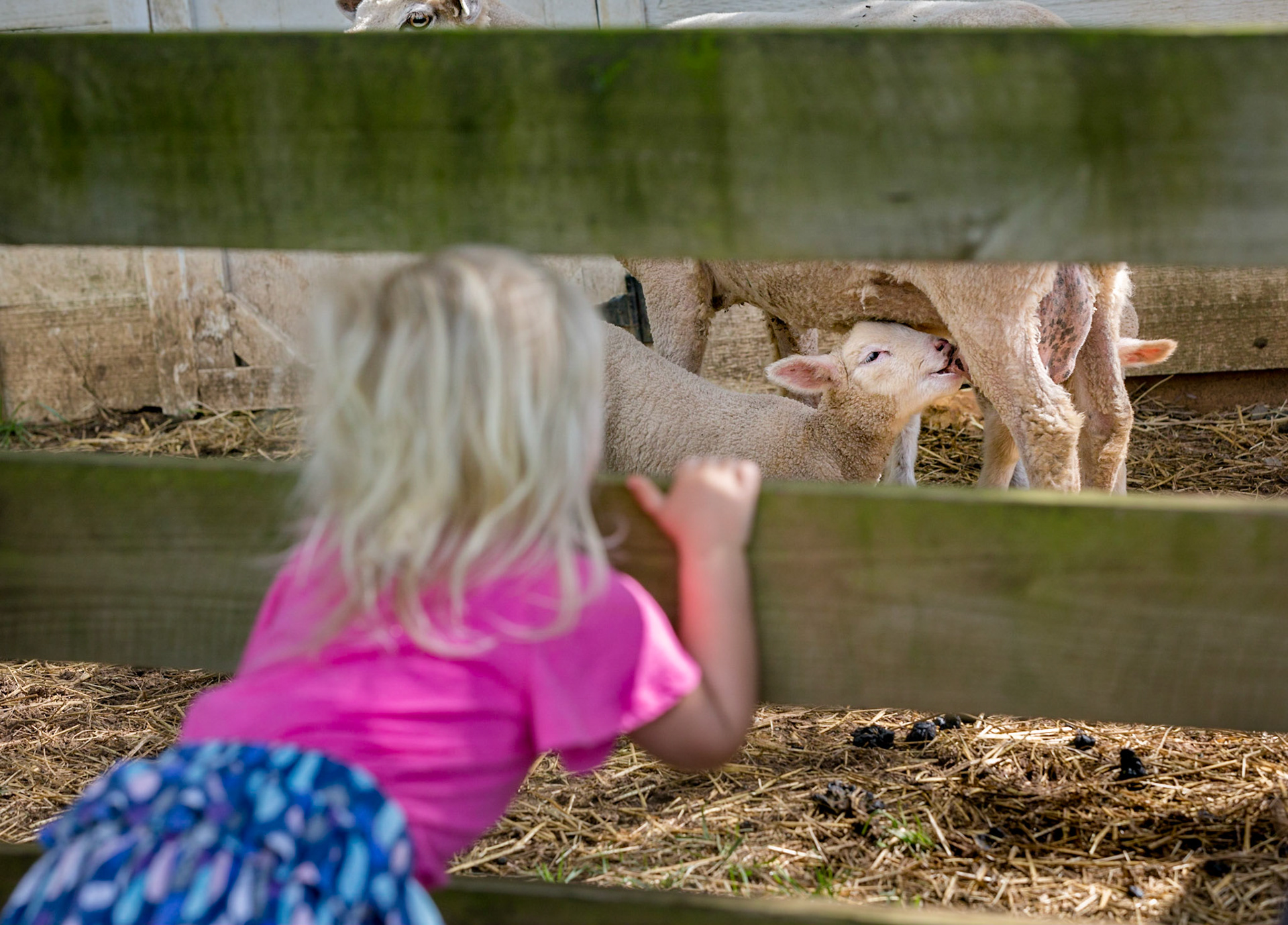 Young girl watching a lamb nurse