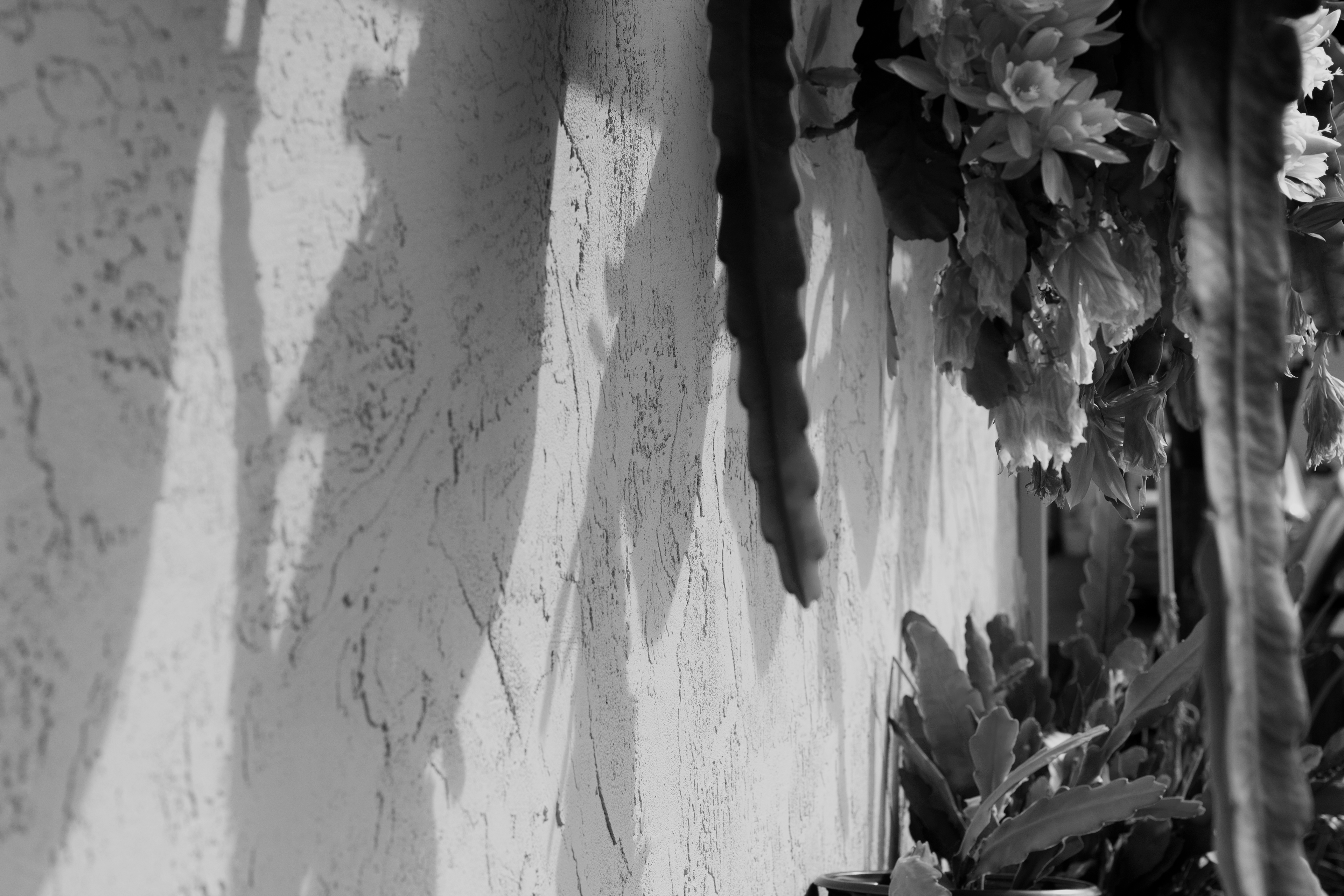 Shadows Black and White