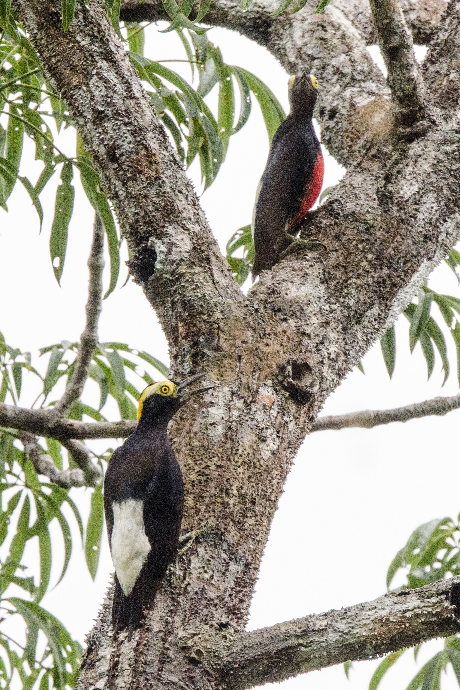 Male and Female Yellow-tufted Woodpeckers