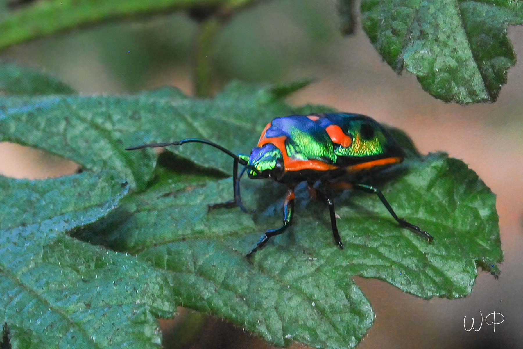 Beetle