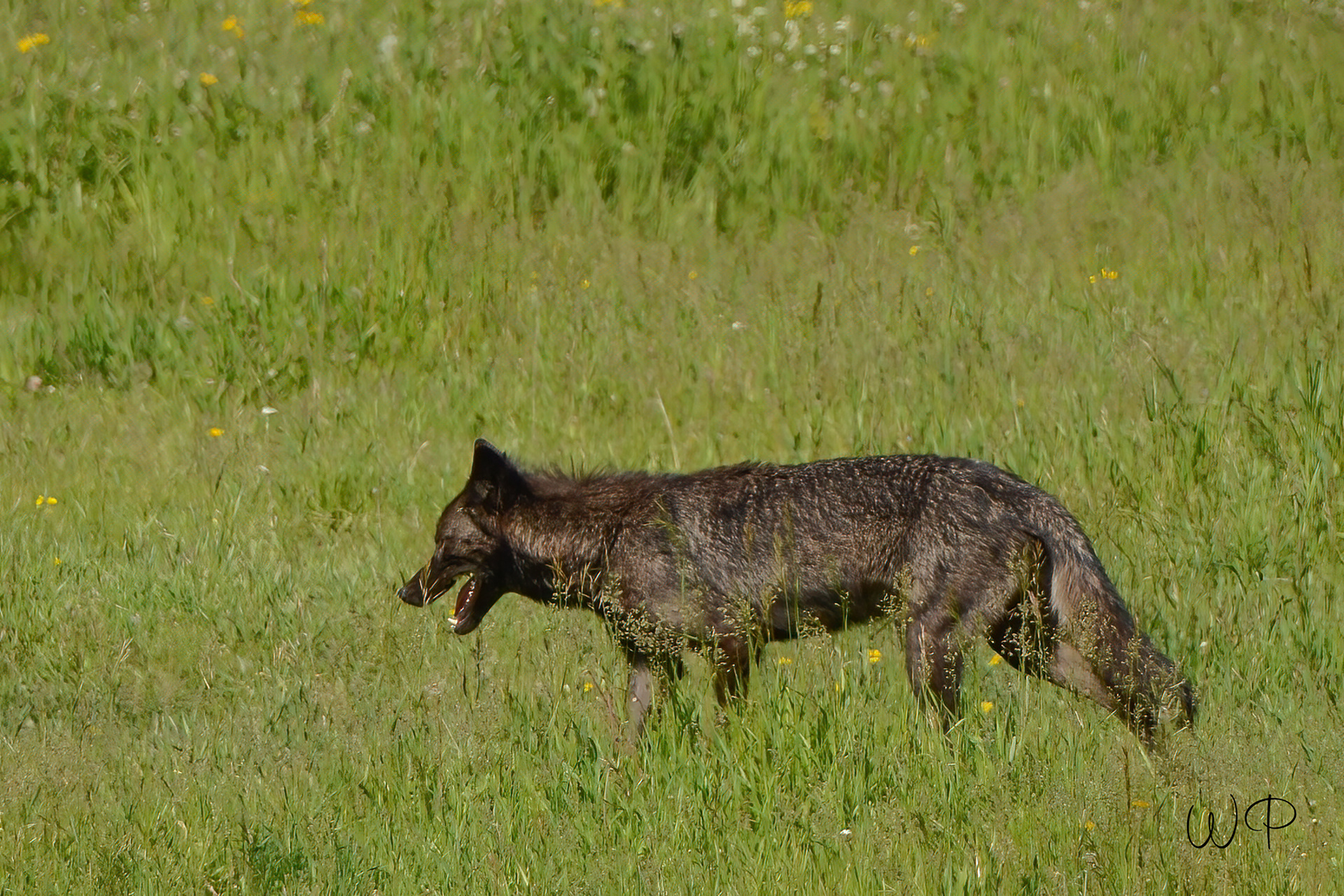 Gray Wolf - Yellowstone National Park