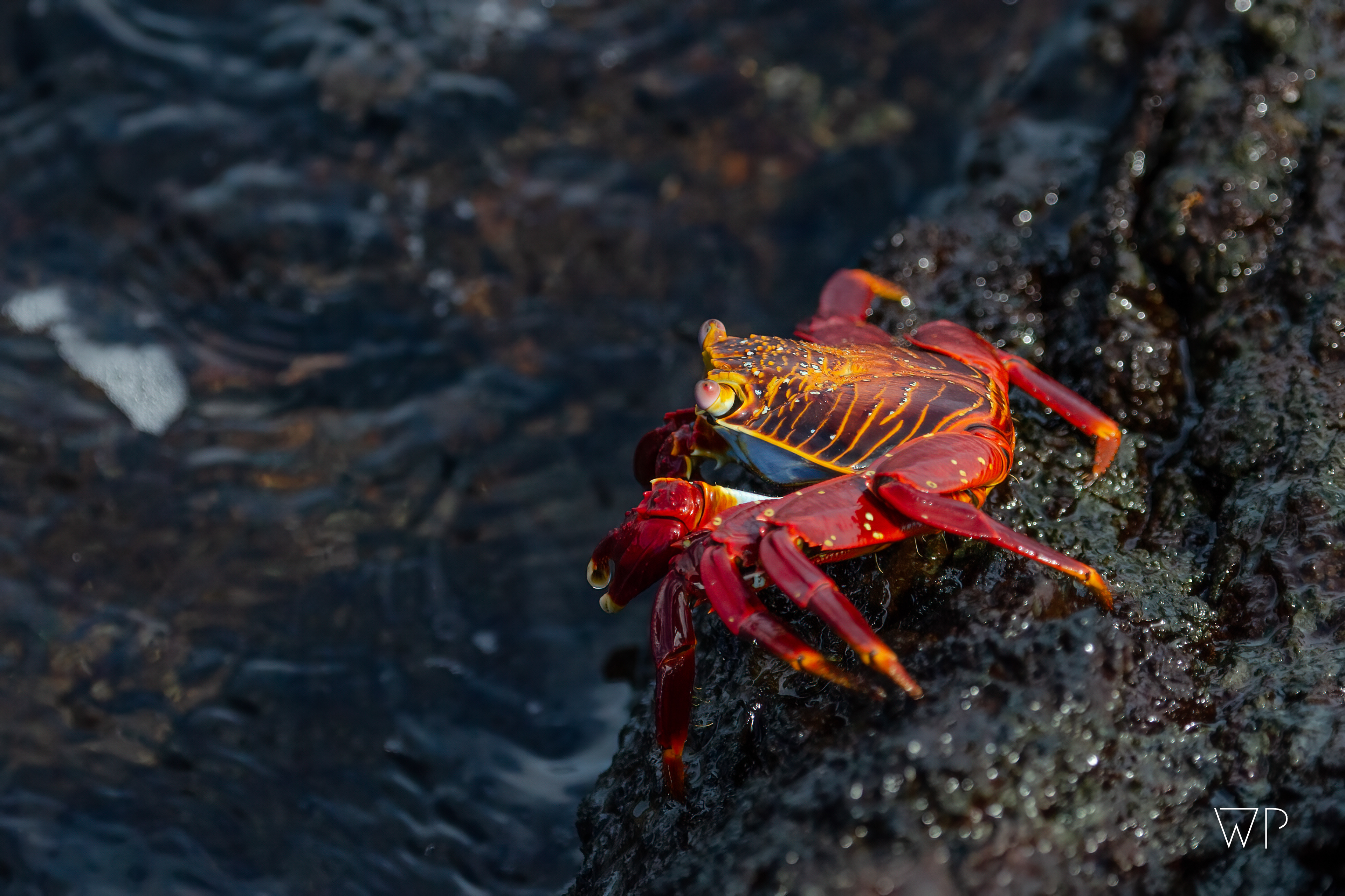 Sally Lightfoot Crab - Isla Santiago