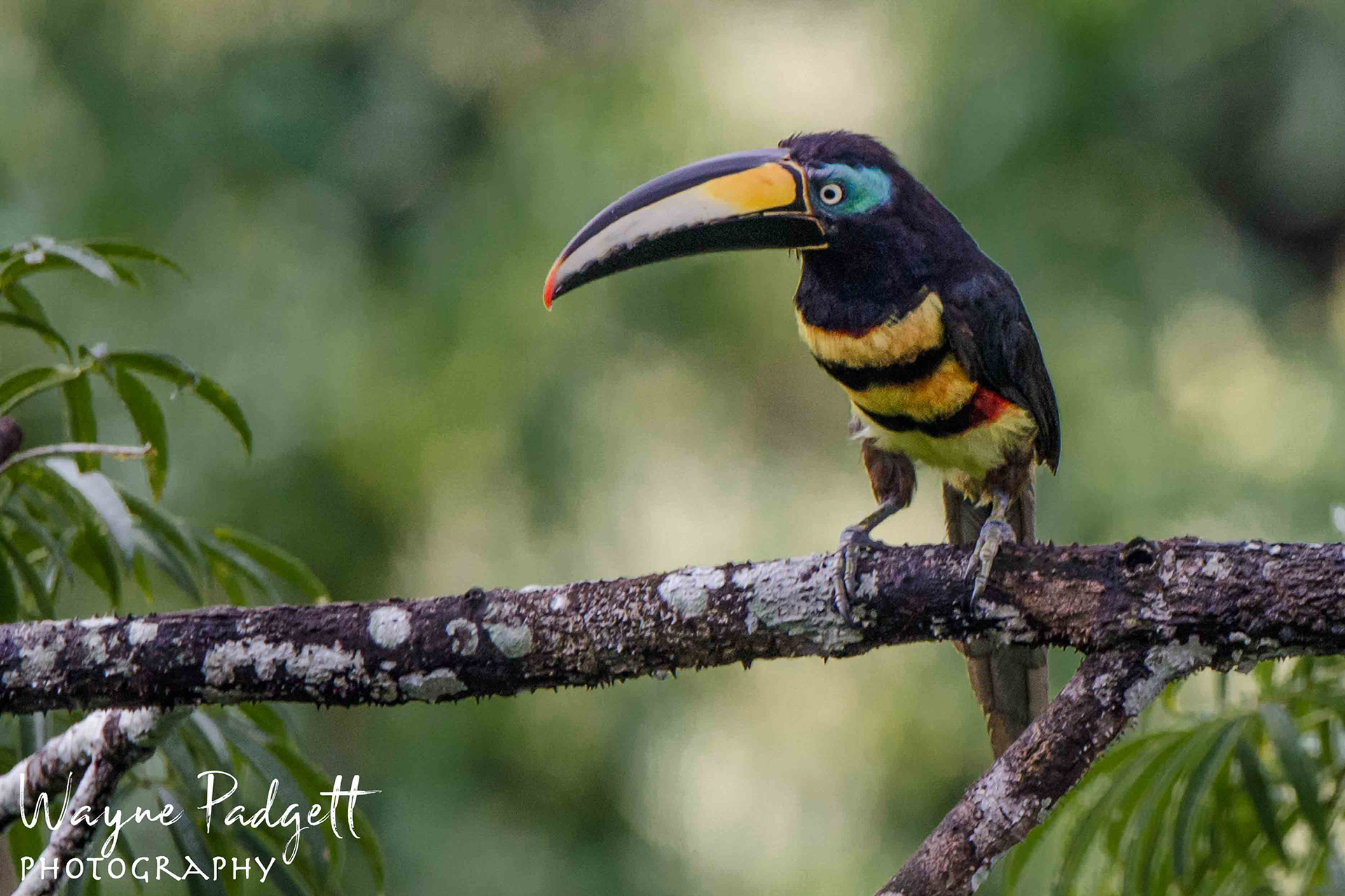Many-banded Aracari