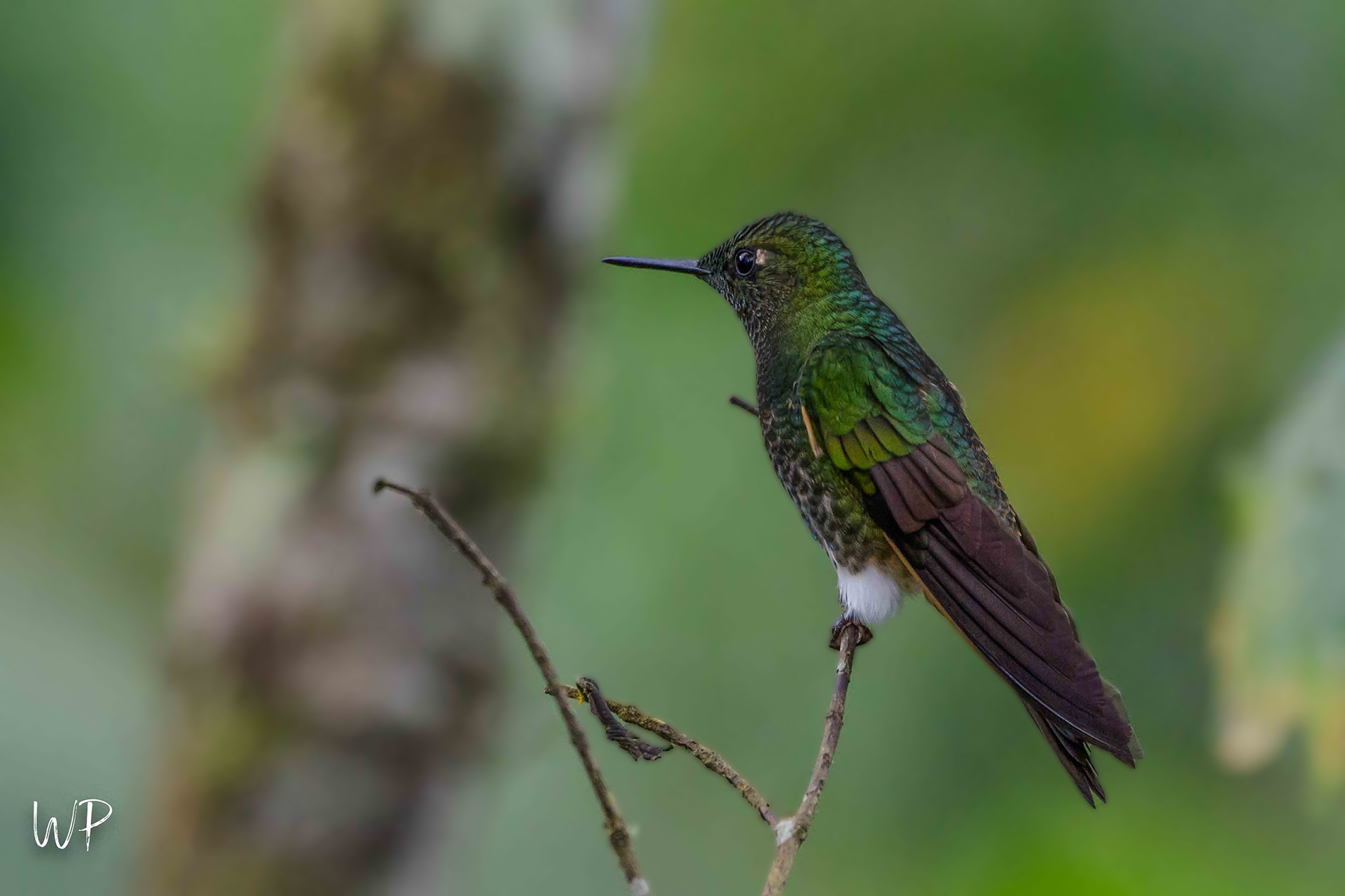 Buff-tailed Coronet