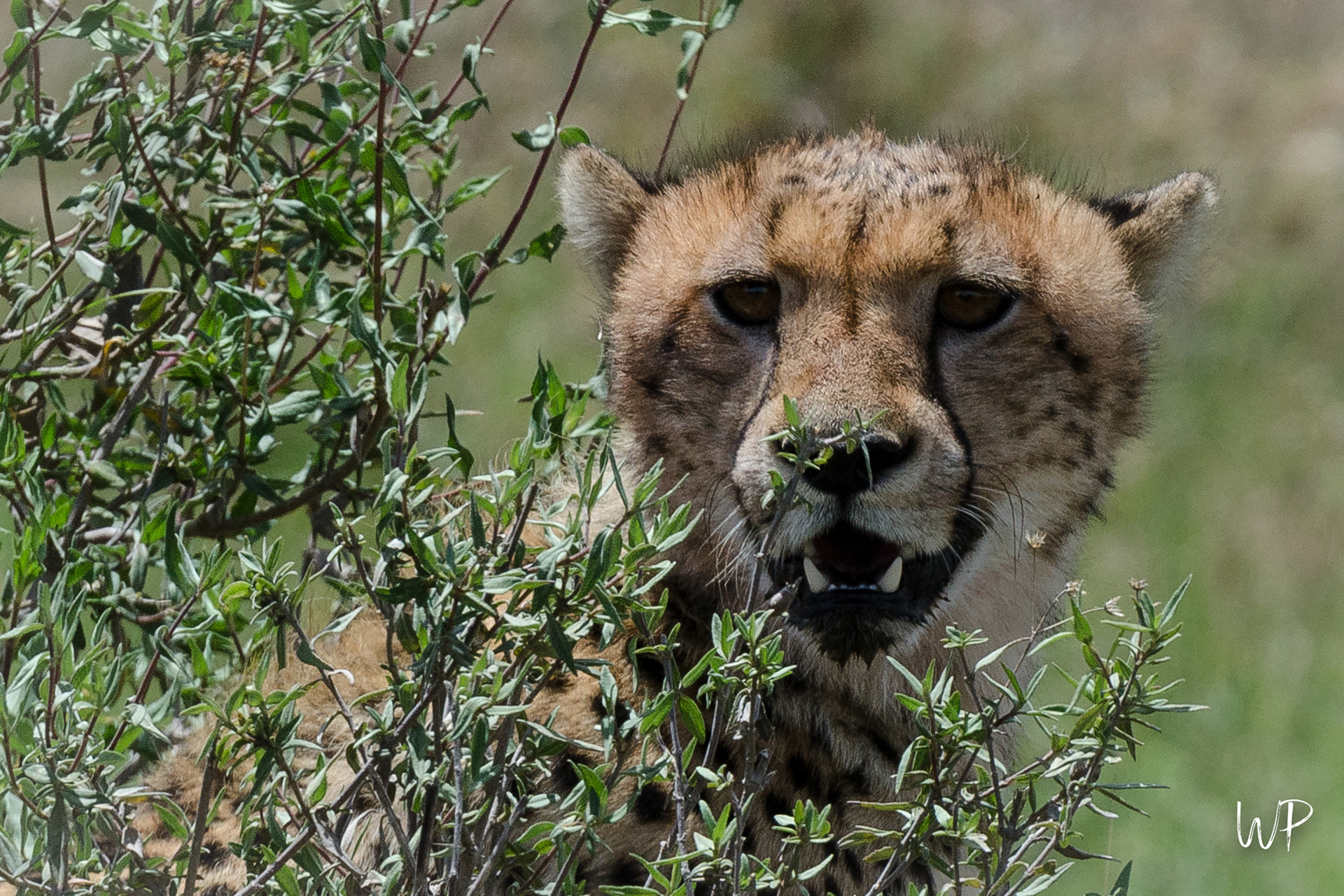 Cheetah