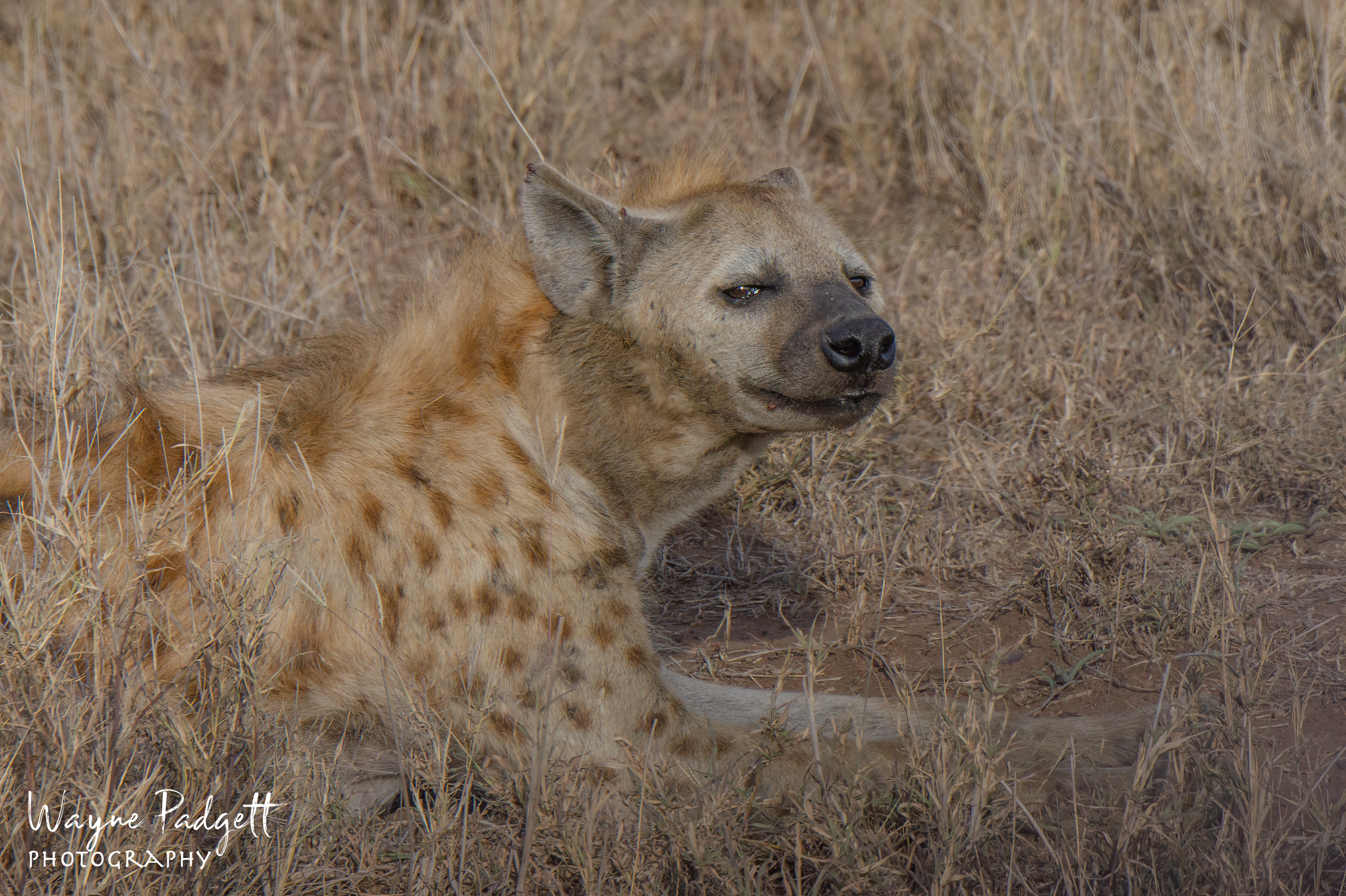 Spotted Hyena