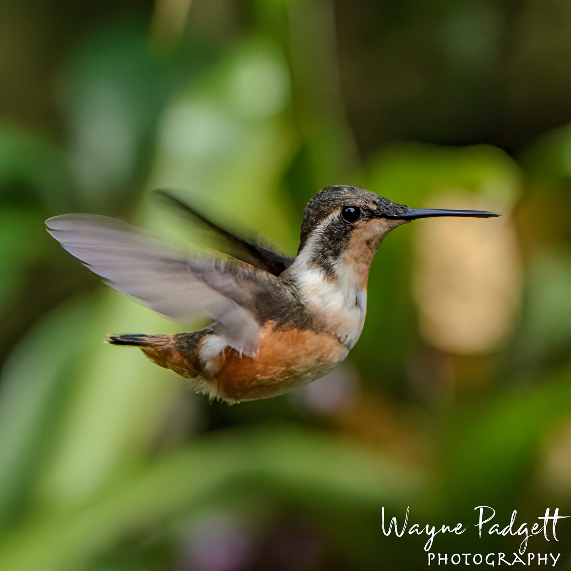 Purple-throated Woodstar (female)