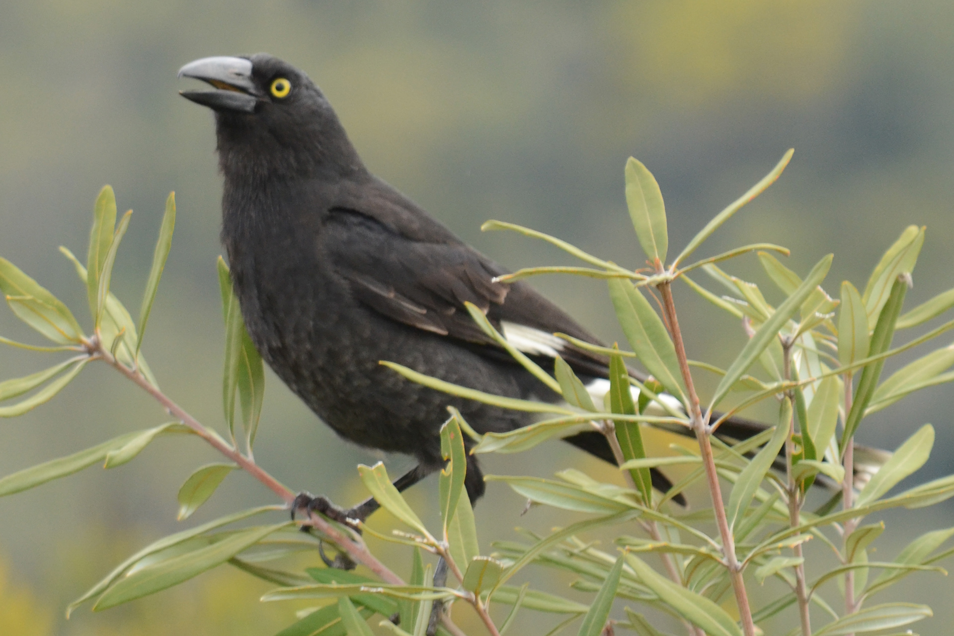 Pied Currawong