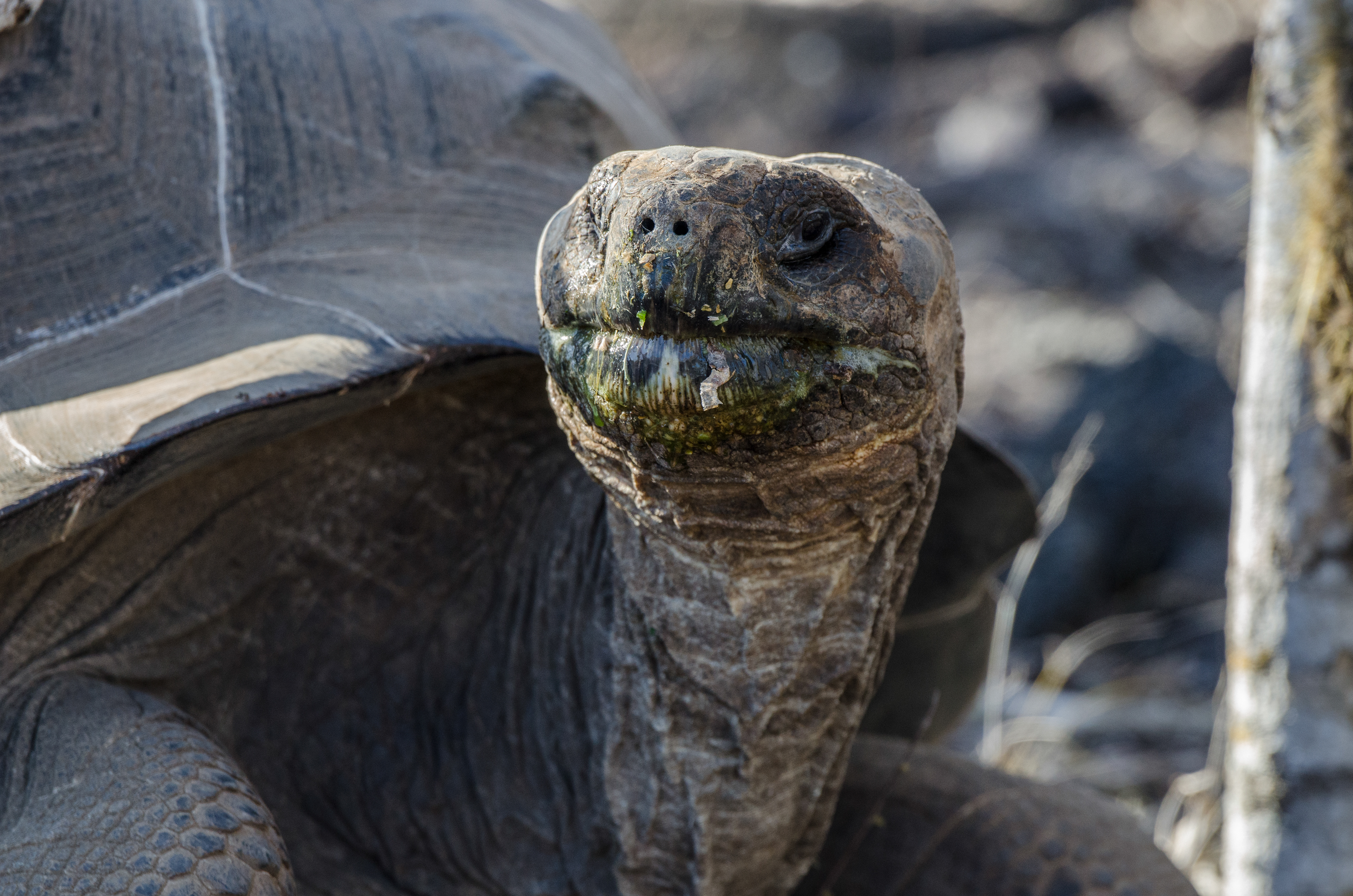 Sierra Negra Giant Tortoise - Isla Isabela