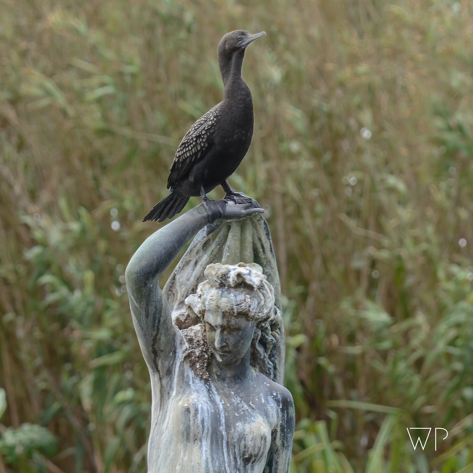 Black Cormorant on Lady's Head