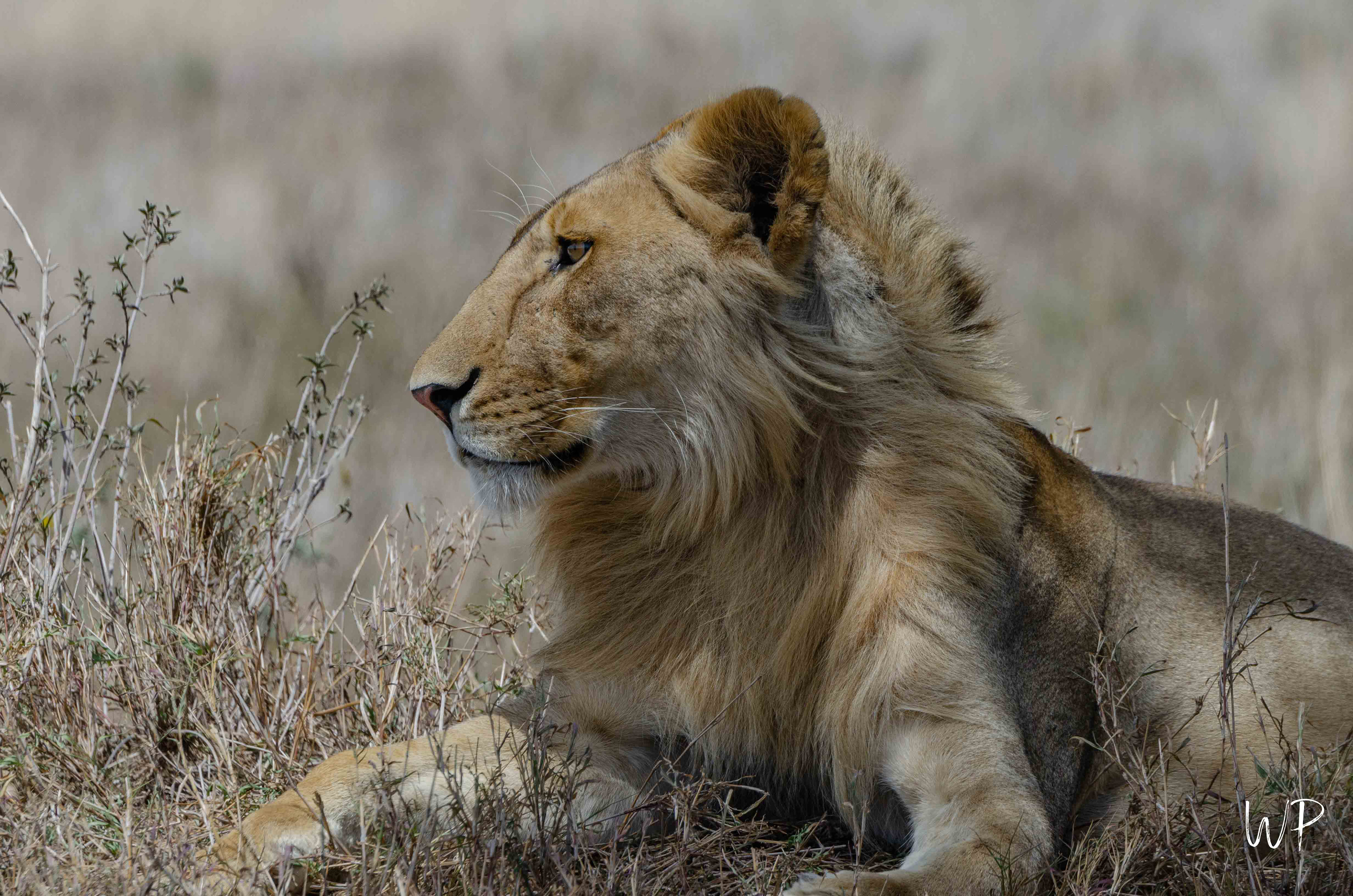 Young Lion