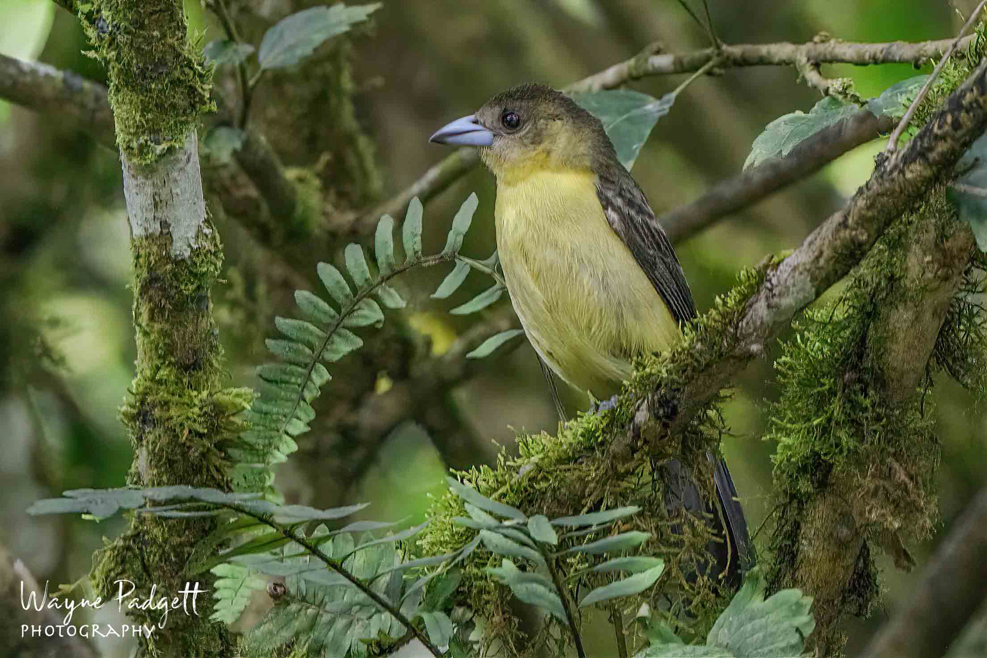 Flame-rumped Tanager